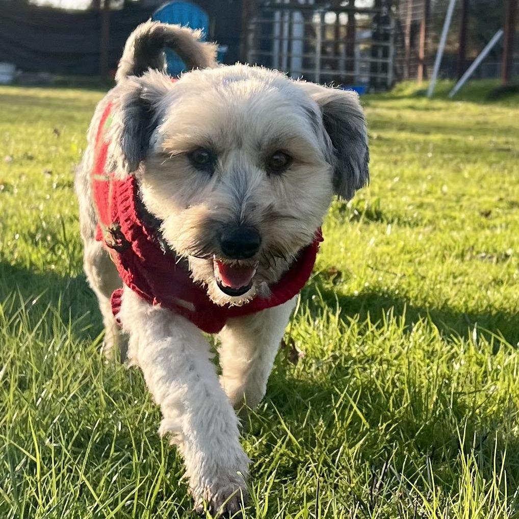 Enlarge Gregory, a Adoptable Yorkshire Terrier in Sonoma, CA image 5/6