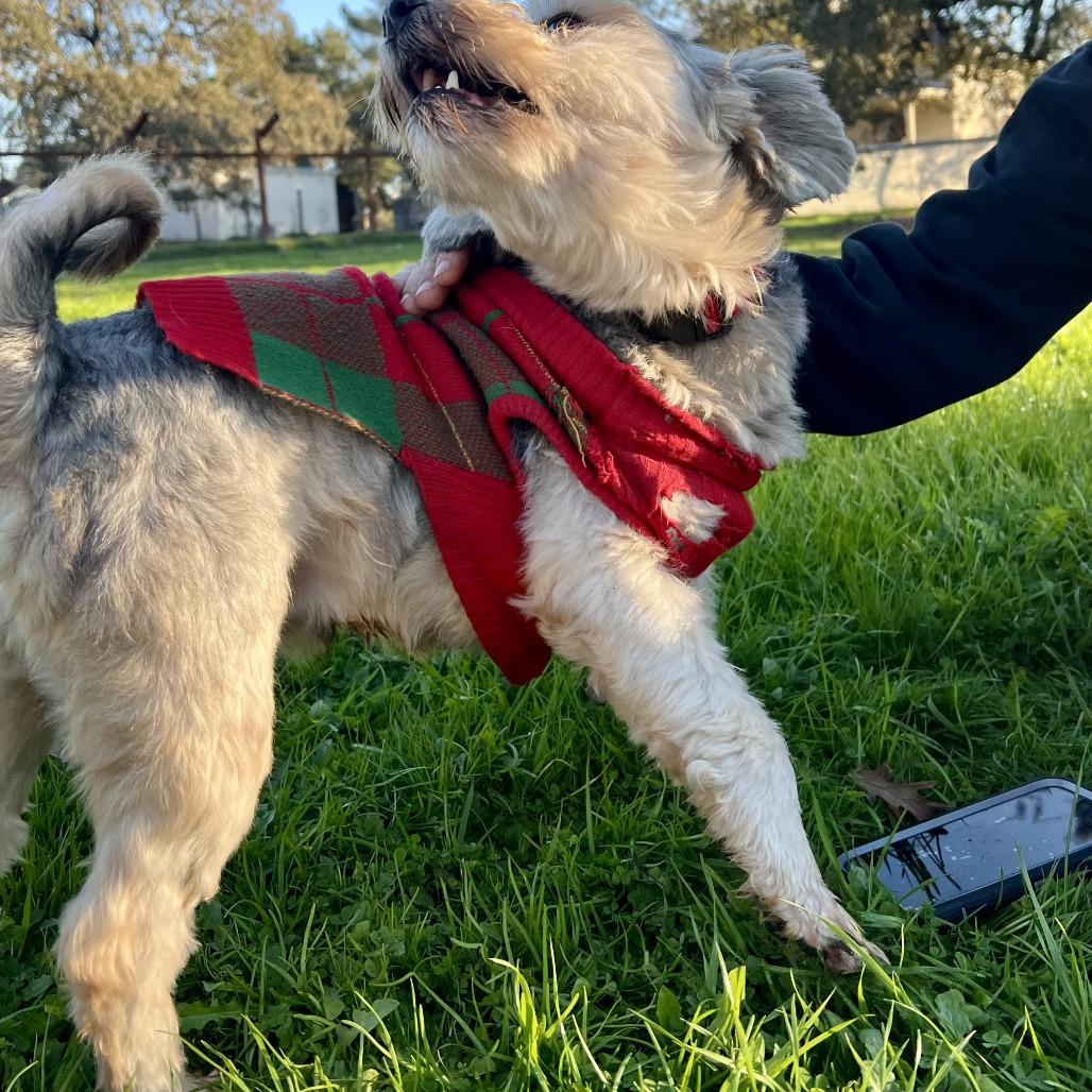Enlarge Gregory, a Adoptable Yorkshire Terrier in Sonoma, CA image 6/6