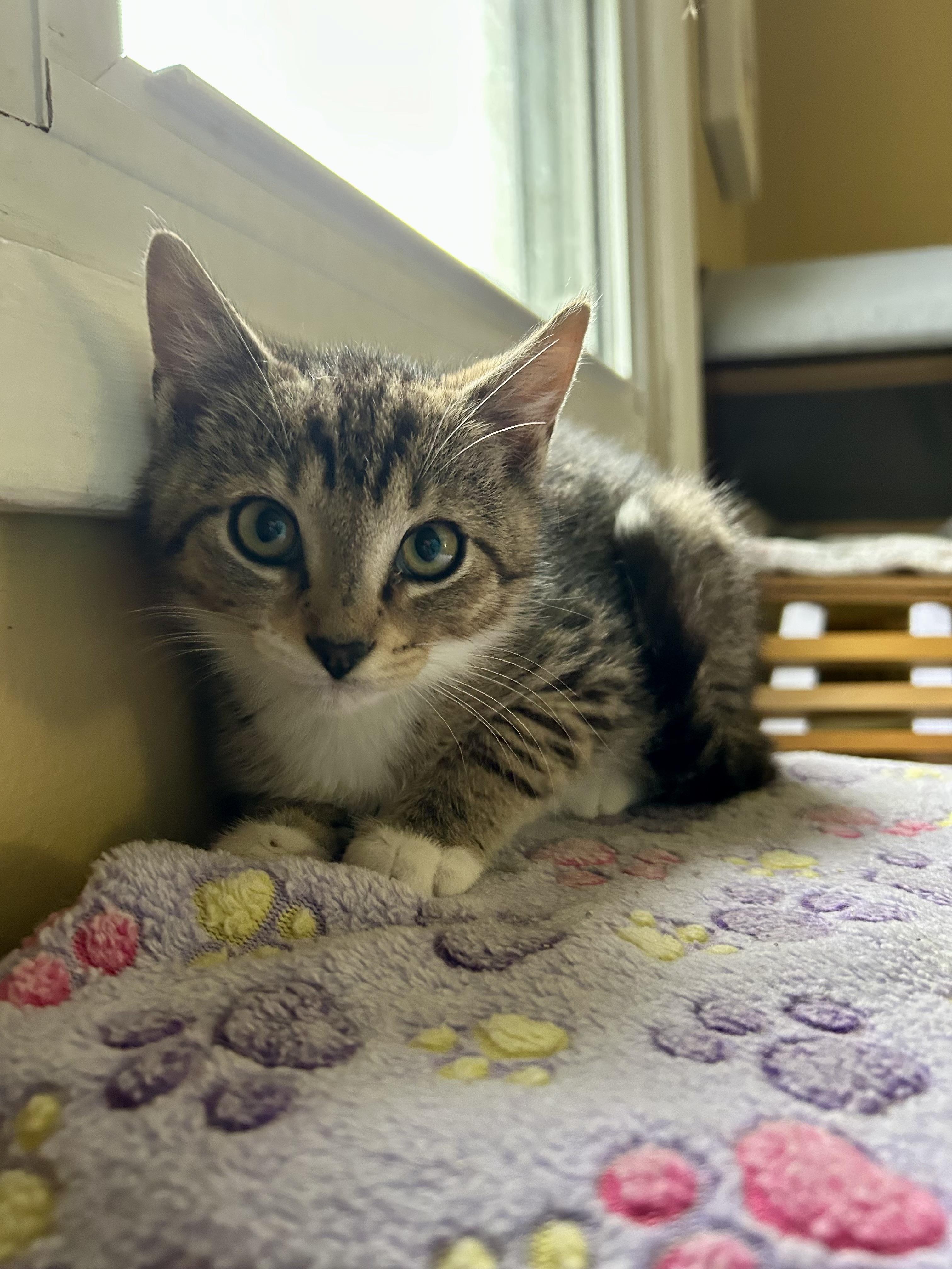 Cameron, adopted, Kitten Male Domestic Short Hair.