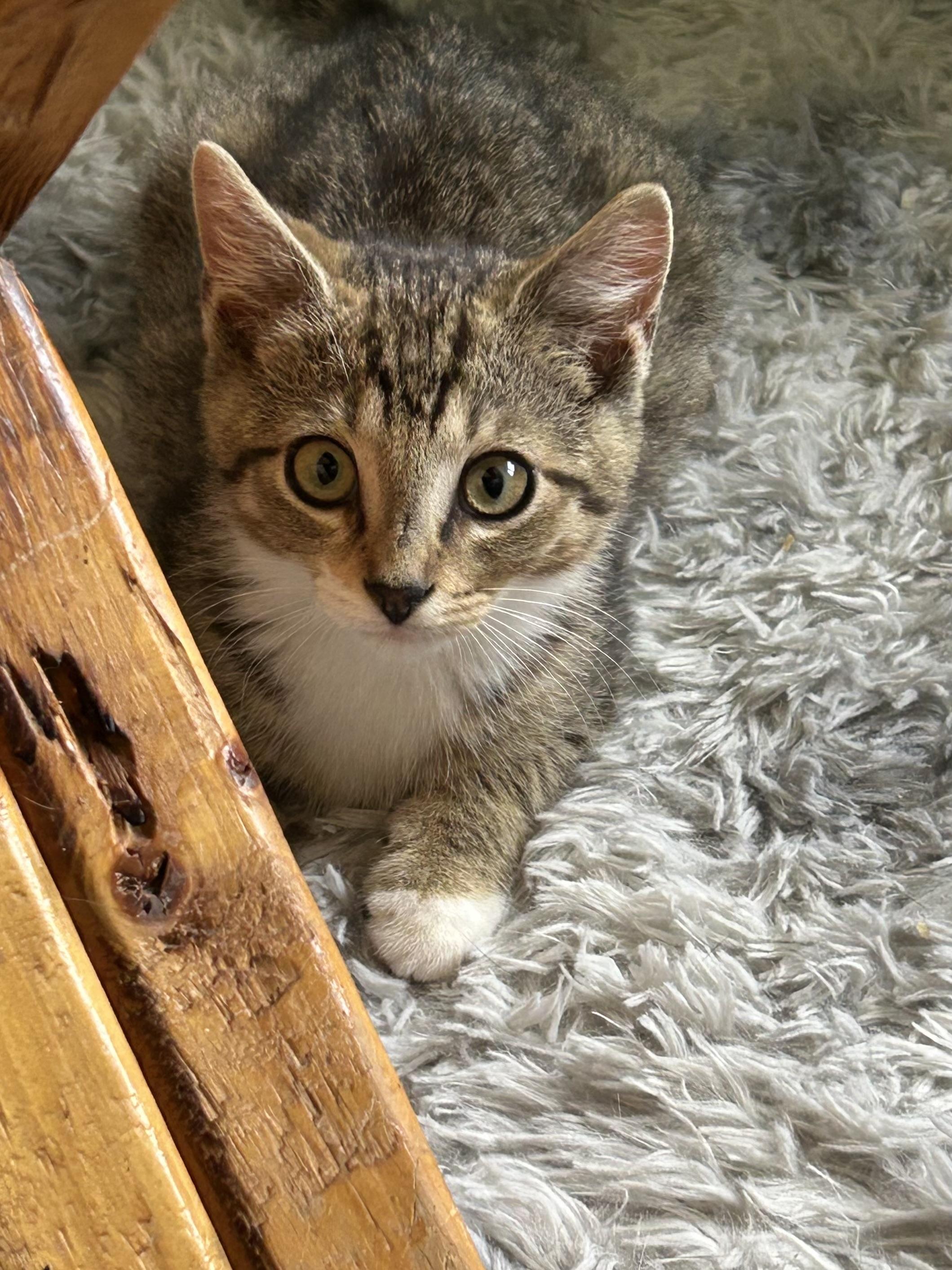 Cameron, an adopted Domestic Short Hair in Bellmawr, NJ image 3/3