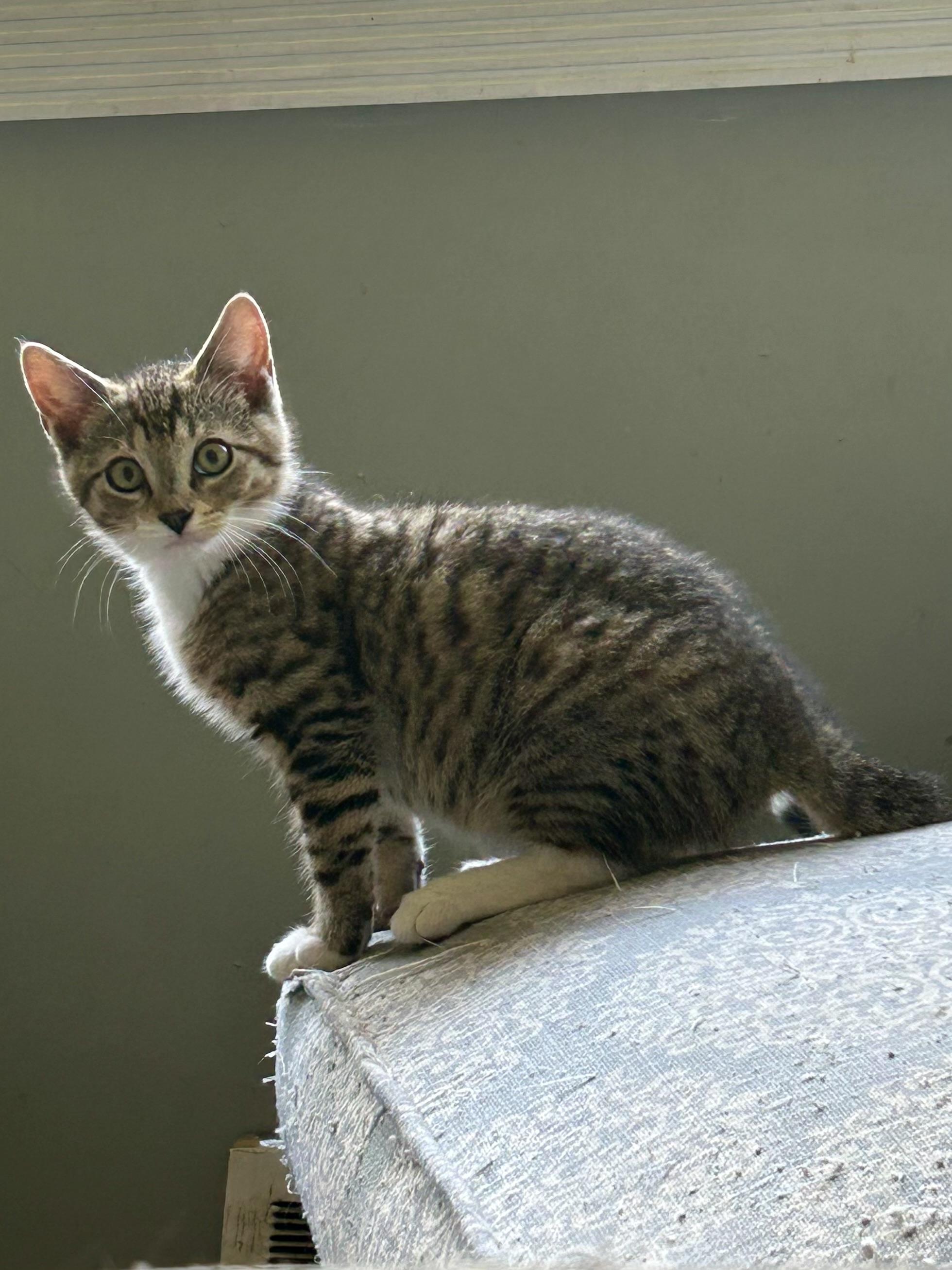 Cameron, an adopted Domestic Short Hair in Bellmawr, NJ image 2/3
