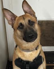 Enlarge Bravo, a ADOPTABLE German Shepherd Dog in Davis, CA image 5/6
