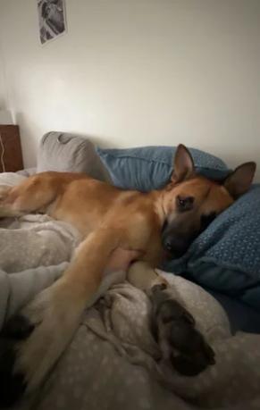 Enlarge Bravo, a ADOPTABLE German Shepherd Dog in Davis, CA image 4/6