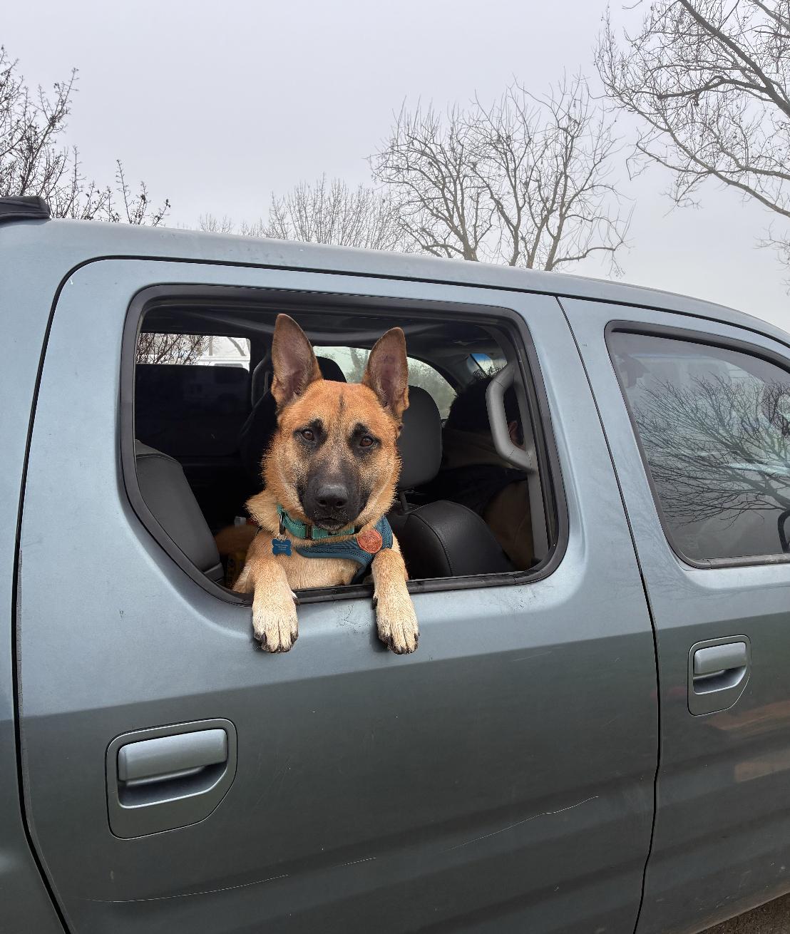 Enlarge Bravo, a ADOPTABLE German Shepherd Dog in Davis, CA image 2/6