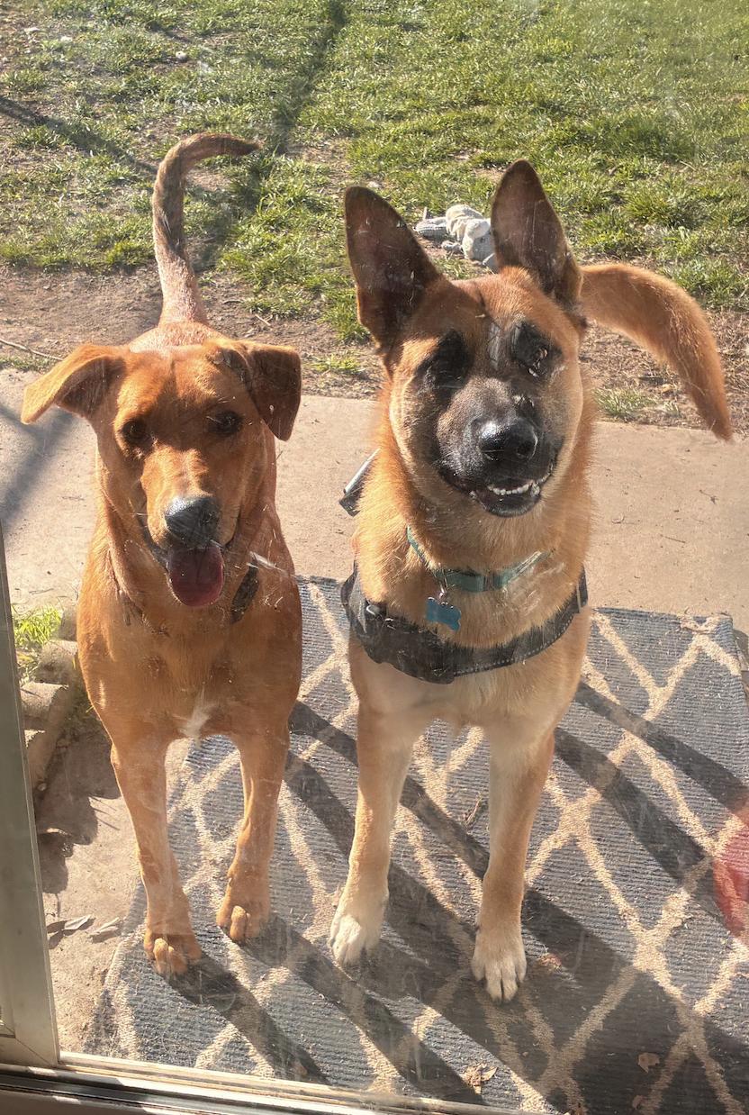 Enlarge Bravo, a ADOPTABLE German Shepherd Dog in Davis, CA image 6/6