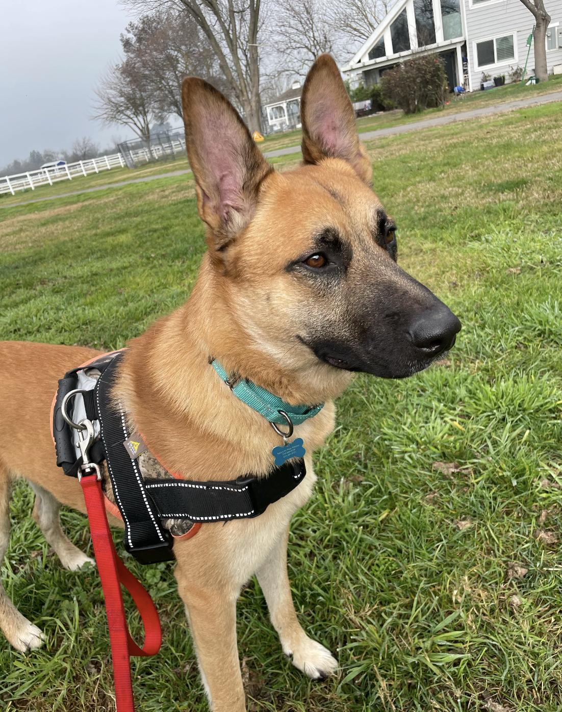 Enlarge Bravo, a ADOPTABLE German Shepherd Dog in Davis, CA image 3/6