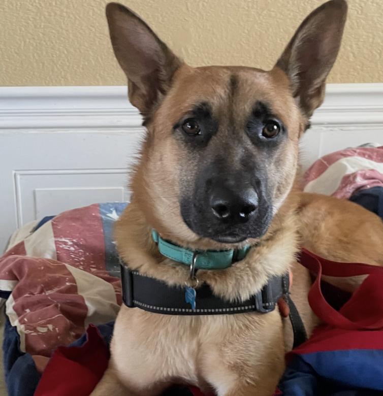 Enlarge Bravo, a ADOPTABLE German Shepherd Dog in Davis, CA image 1/6