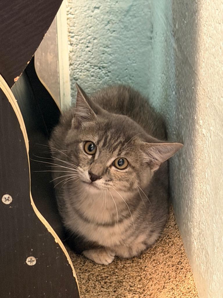 Jalapeña, Adoptable, Kitten Female Domestic Short Hair.