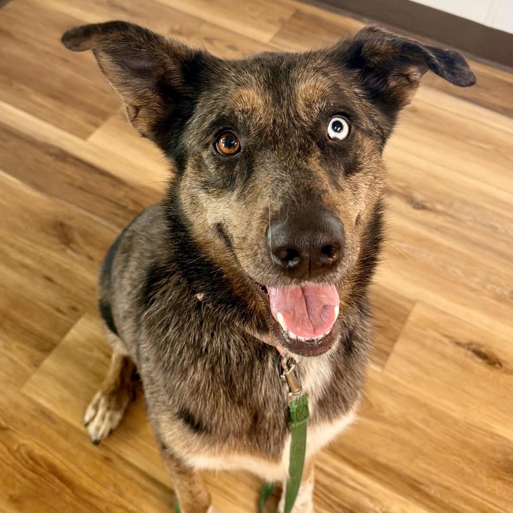 Nancy, Adoptable, Adult Female Mixed Breed & Mixed Breed.
