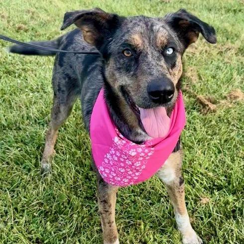 Nancy, a Adoptable mixed breed in St Joseph, MO image 2/4