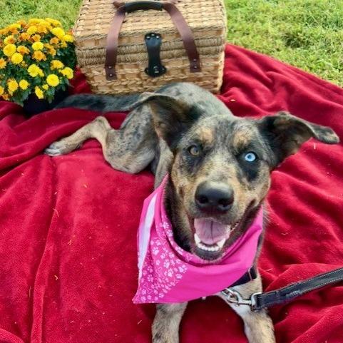 Nancy, a Adoptable mixed breed in St Joseph, MO image 3/4