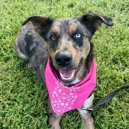 Nancy, a Adoptable mixed breed in St Joseph, MO image 4/4