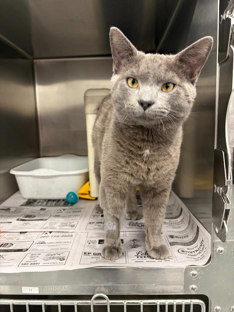 Sterling, Adopted, Adult Male Domestic Short Hair.