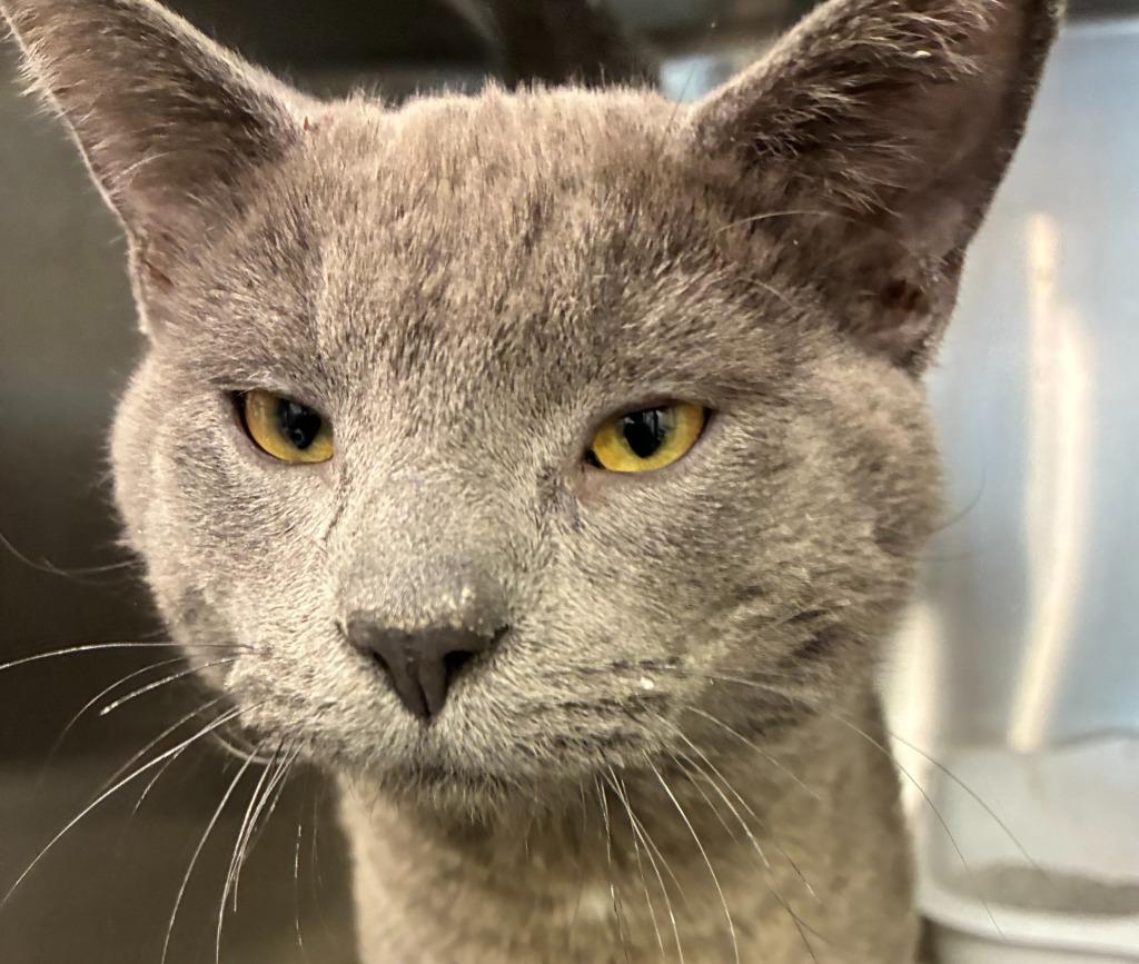 Enlarge Sterling, a Adopted mixed breed in Portland, IN image 2/2