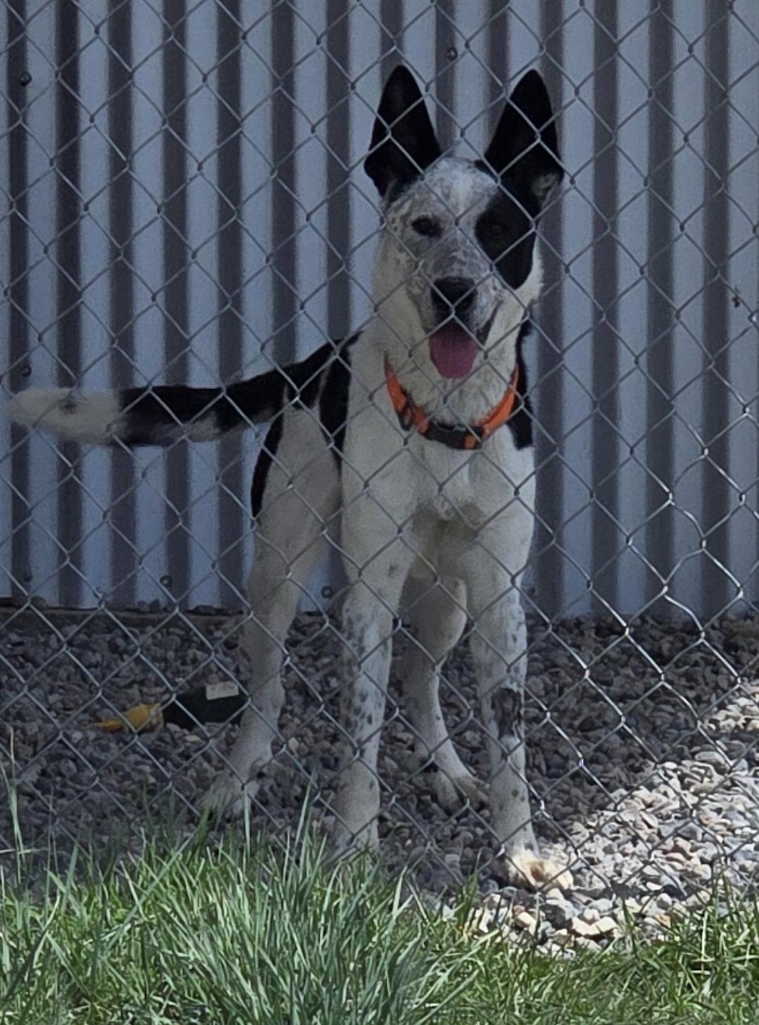 Enlarge Vaca - reduced adoption fee!, a ADOPTABLE mixed breed in Gunnison, CO image 1/1