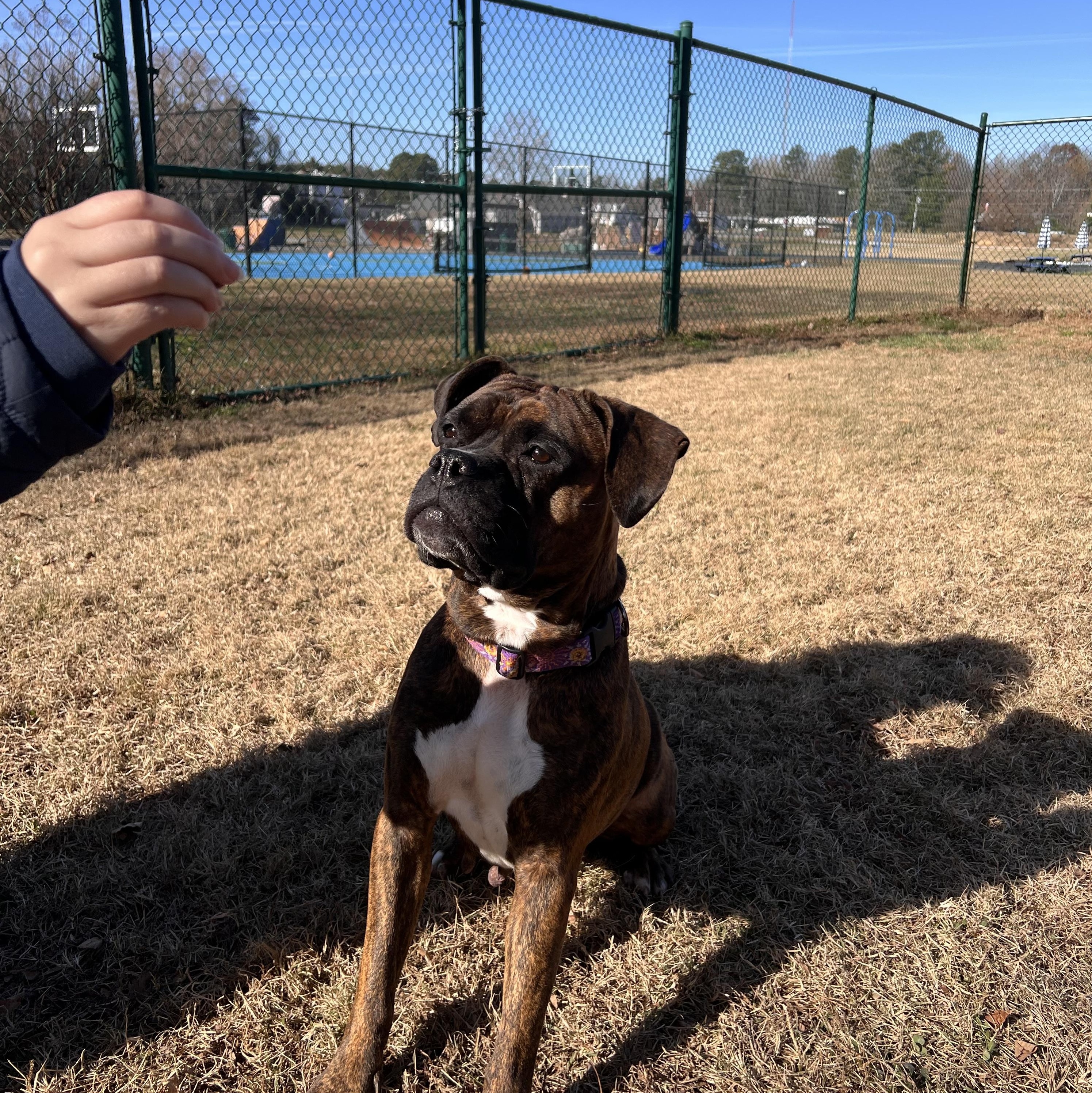 Xena, a Adoptable mixed breed in Saluda, VA image 6/6