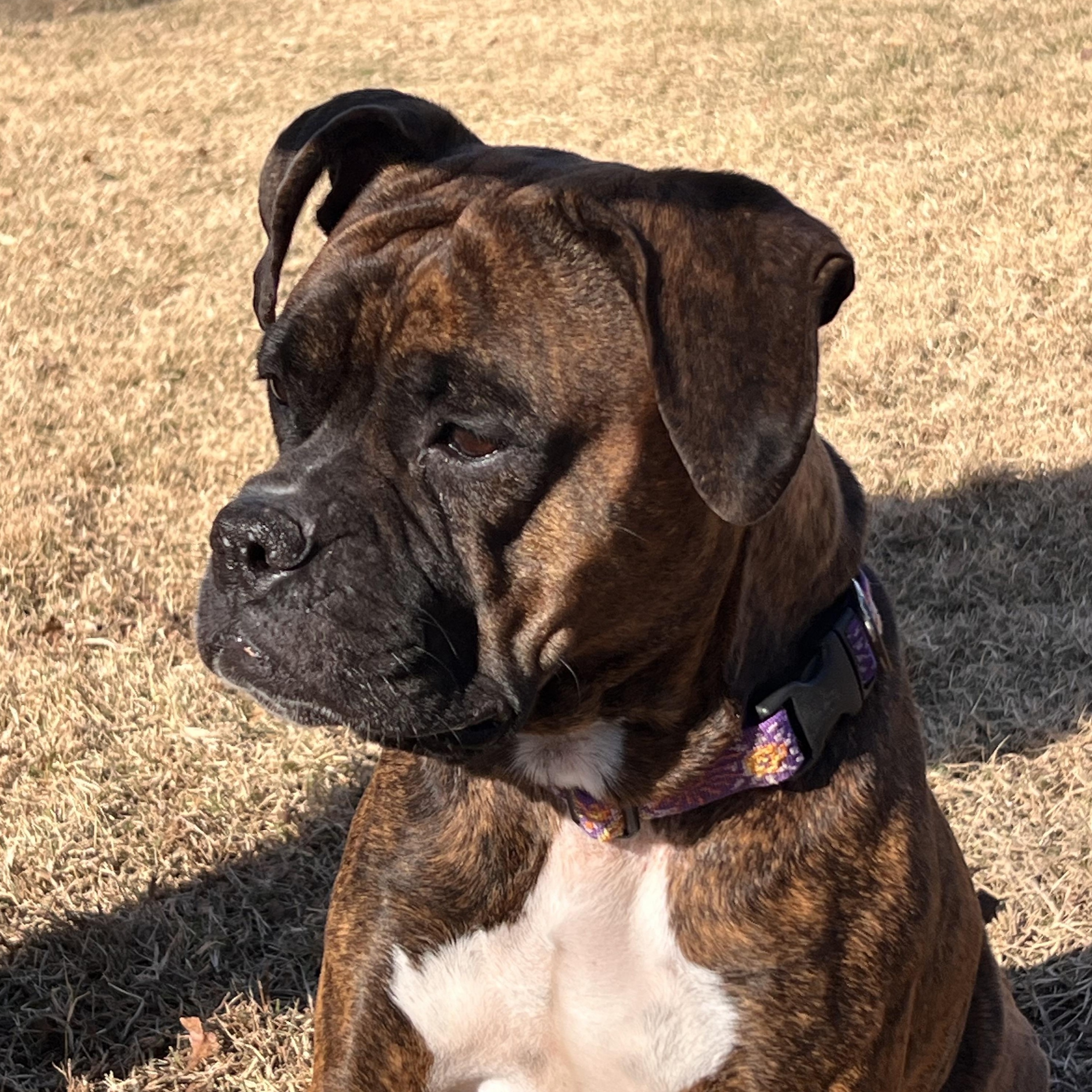 Xena, a Adoptable mixed breed in Saluda, VA image 3/6