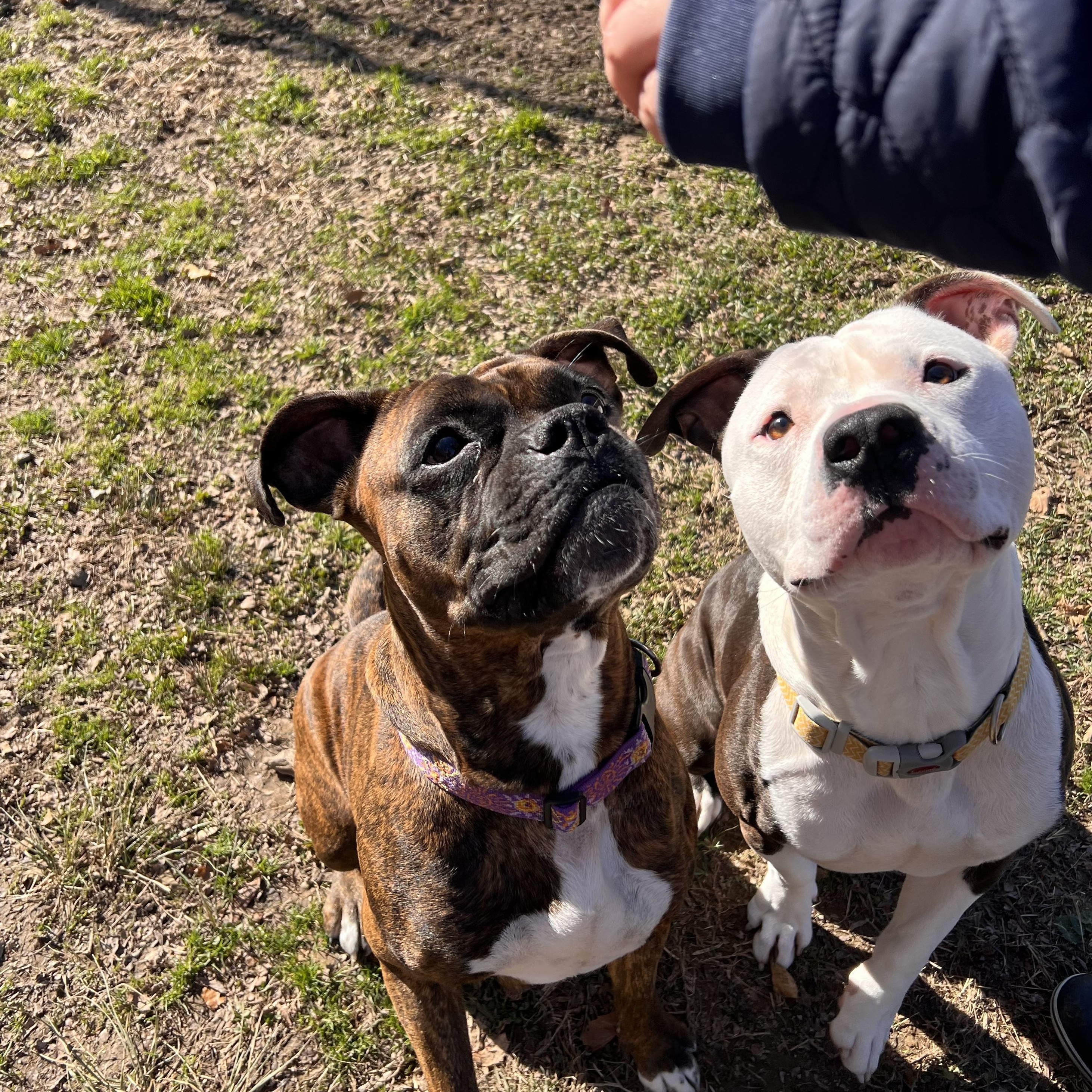 Xena, a Adoptable mixed breed in Saluda, VA image 4/6