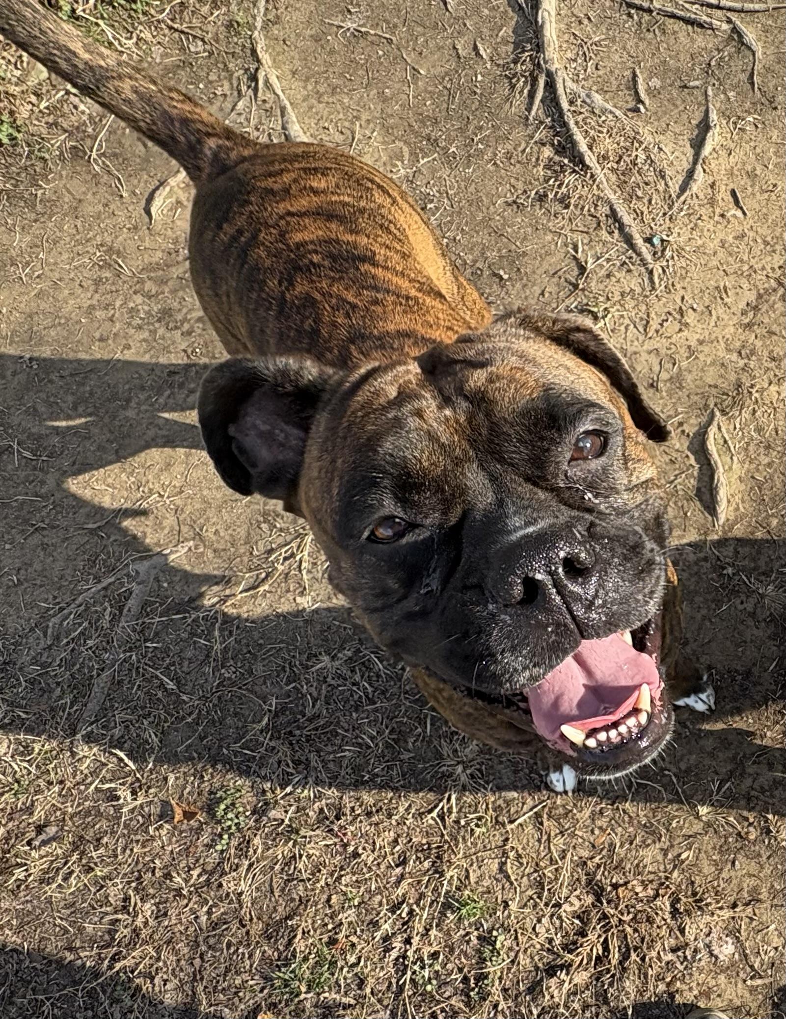 Xena, Adoptable, Adult Female Boxer.