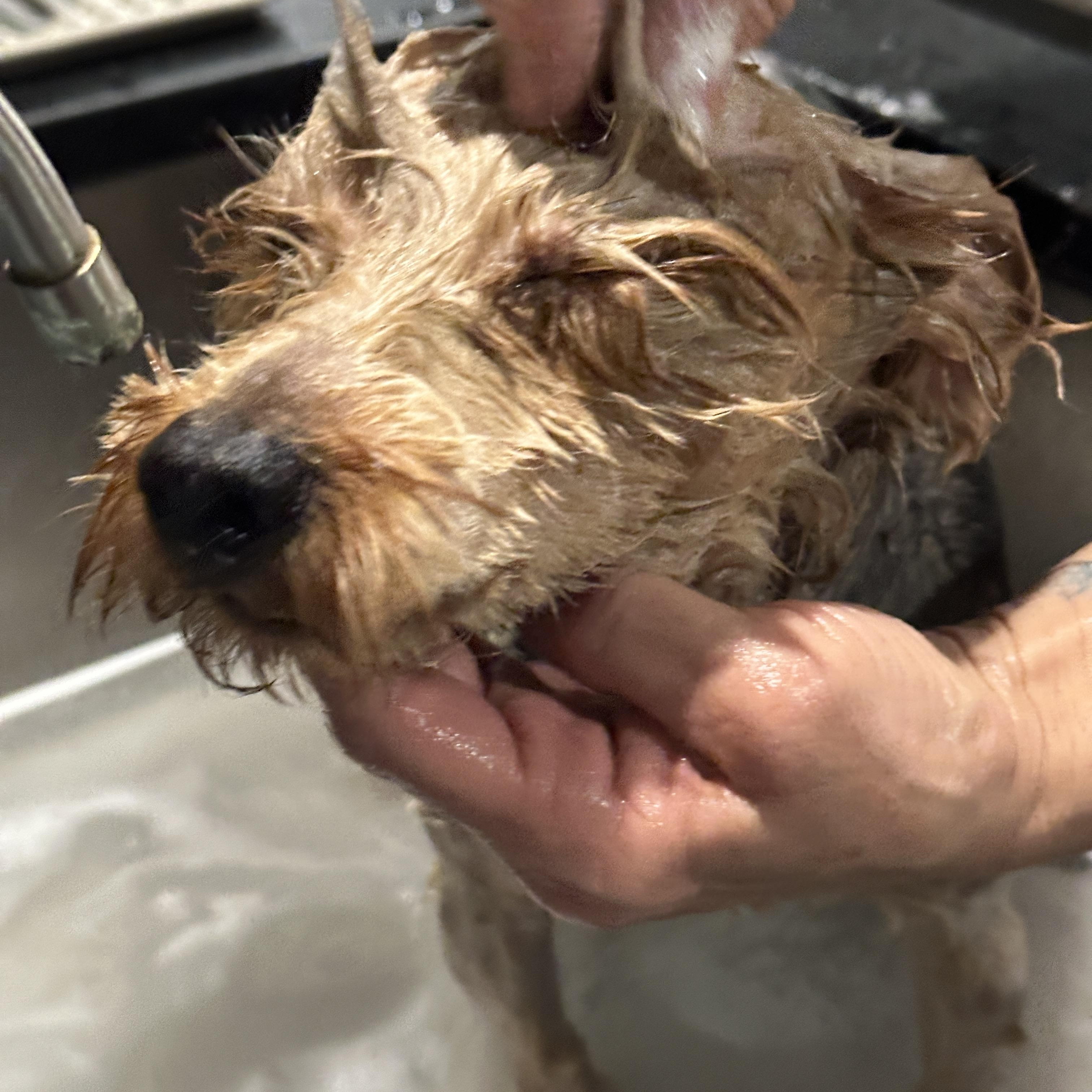 Enlarge Dougie, a ADOPTABLE Yorkshire Terrier in Stamford, CT image 3/6