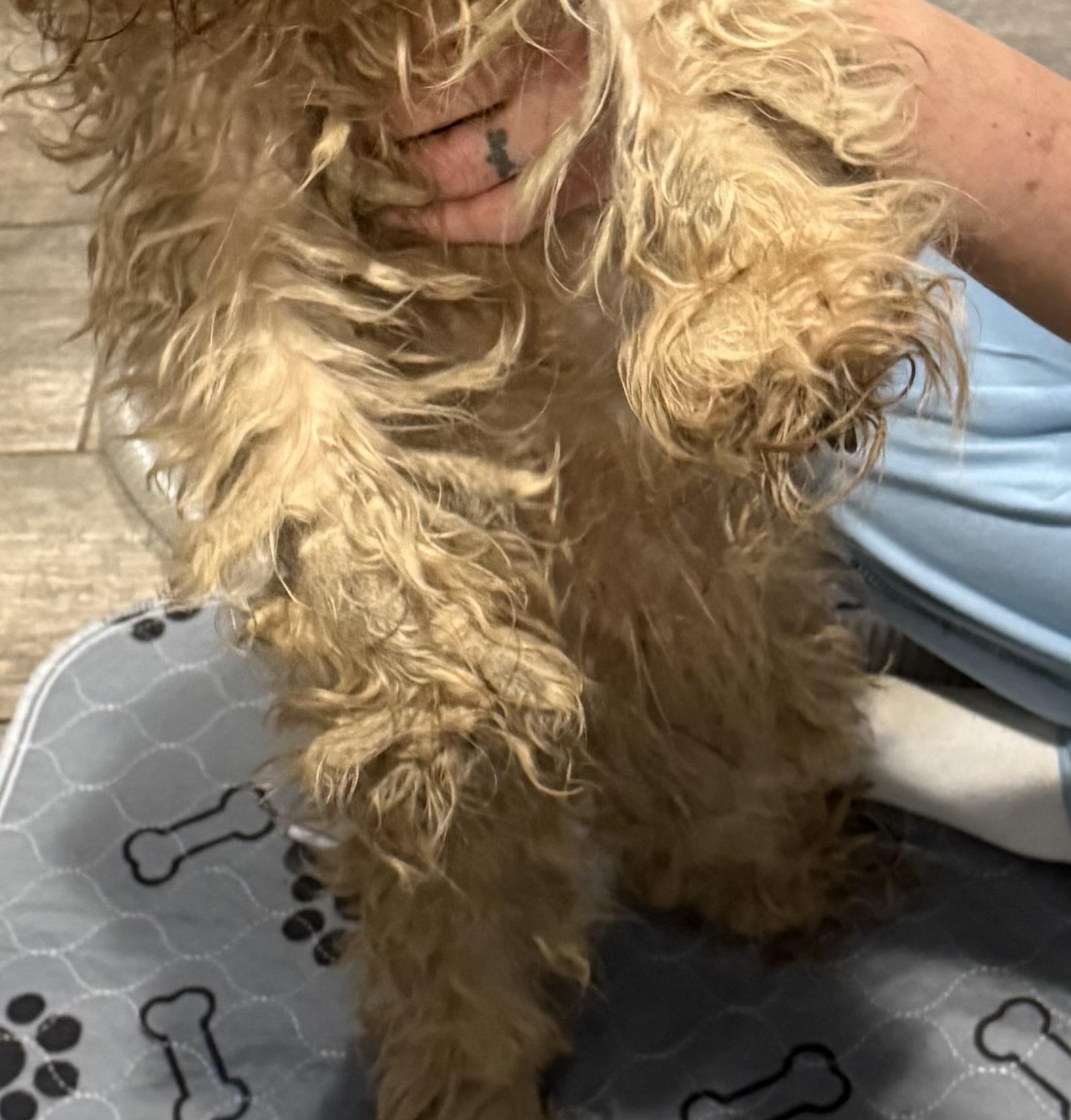 Enlarge Dougie, a ADOPTABLE Yorkshire Terrier in Stamford, CT image 2/6