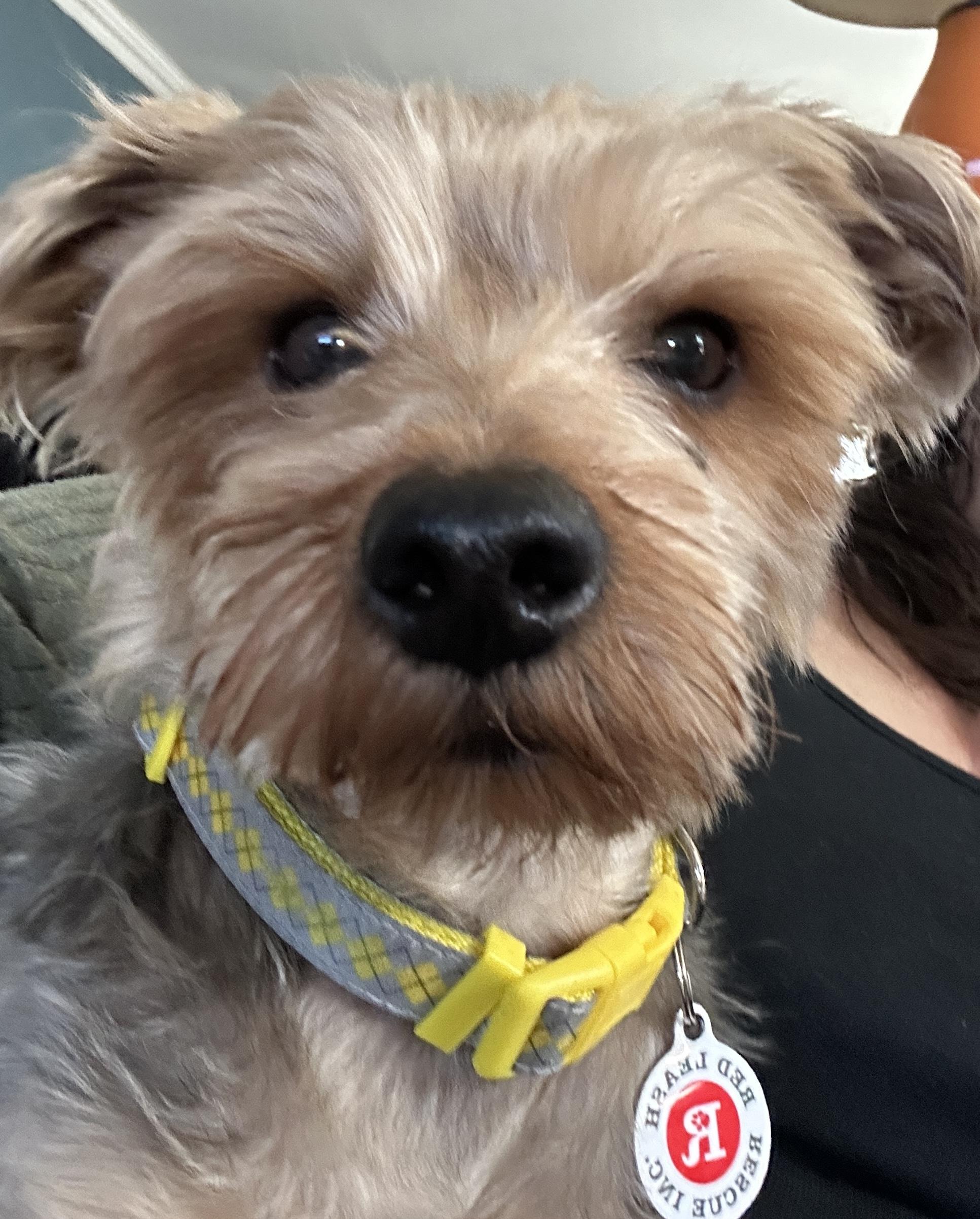 Enlarge Dougie, an adopted Yorkshire Terrier in Stamford, CT image 6/6