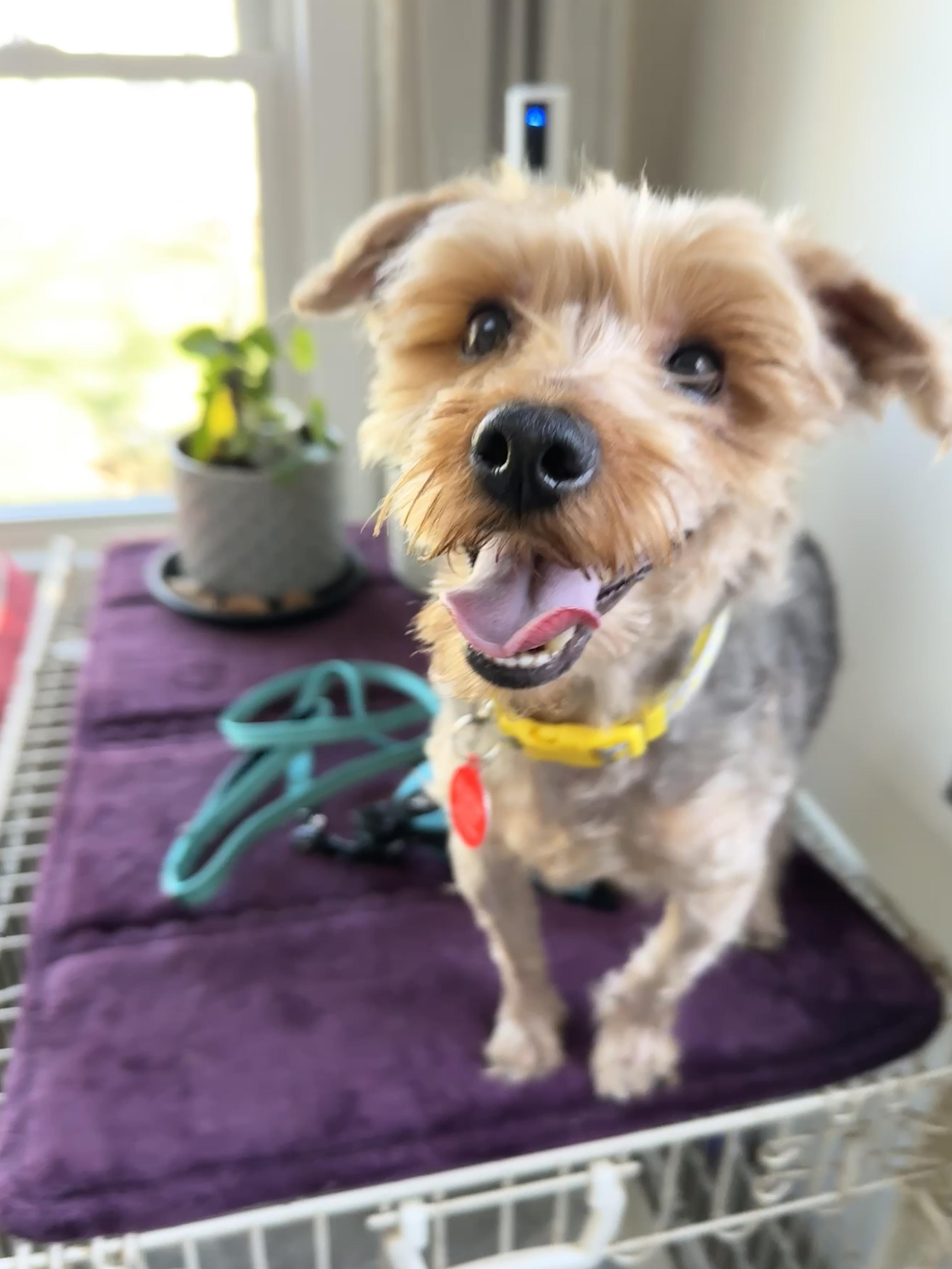 Enlarge Dougie, a ADOPTABLE Yorkshire Terrier in Stamford, CT image 5/6