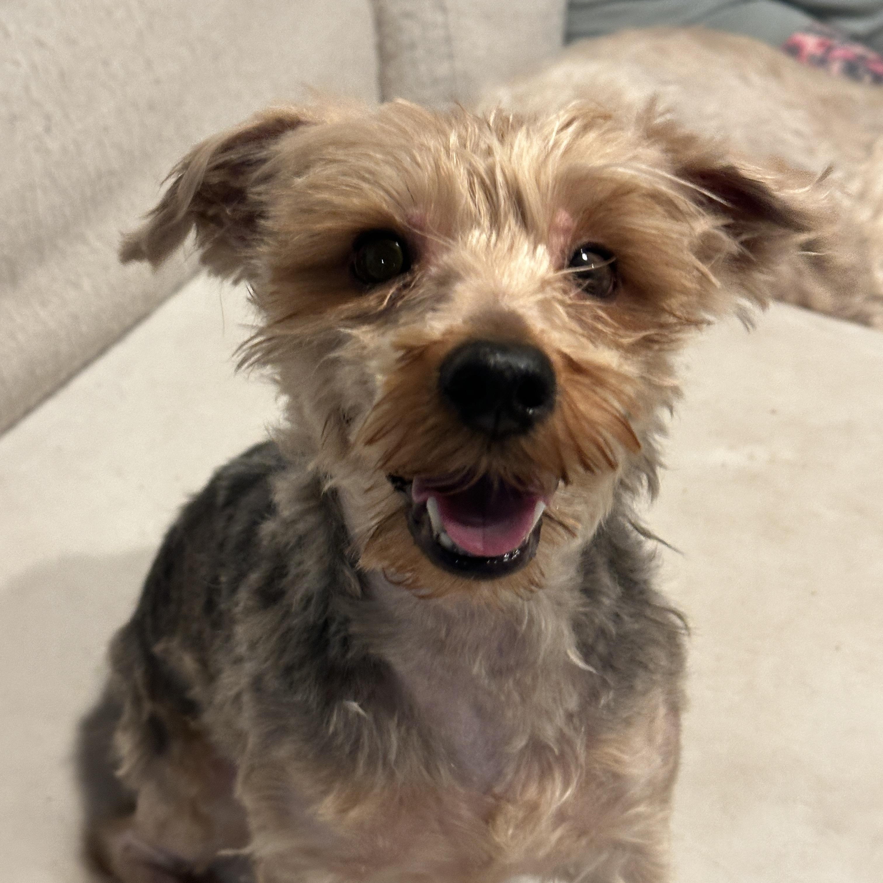 Enlarge Dougie, a ADOPTABLE Yorkshire Terrier in Stamford, CT image 6/6