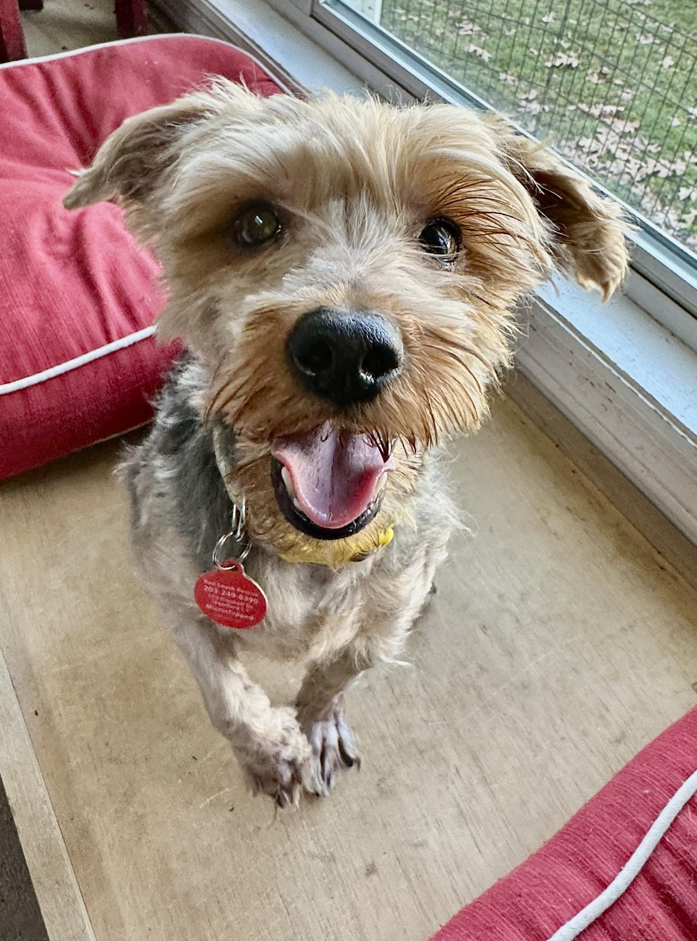 Enlarge Dougie, a ADOPTABLE Yorkshire Terrier in Stamford, CT image 1/6