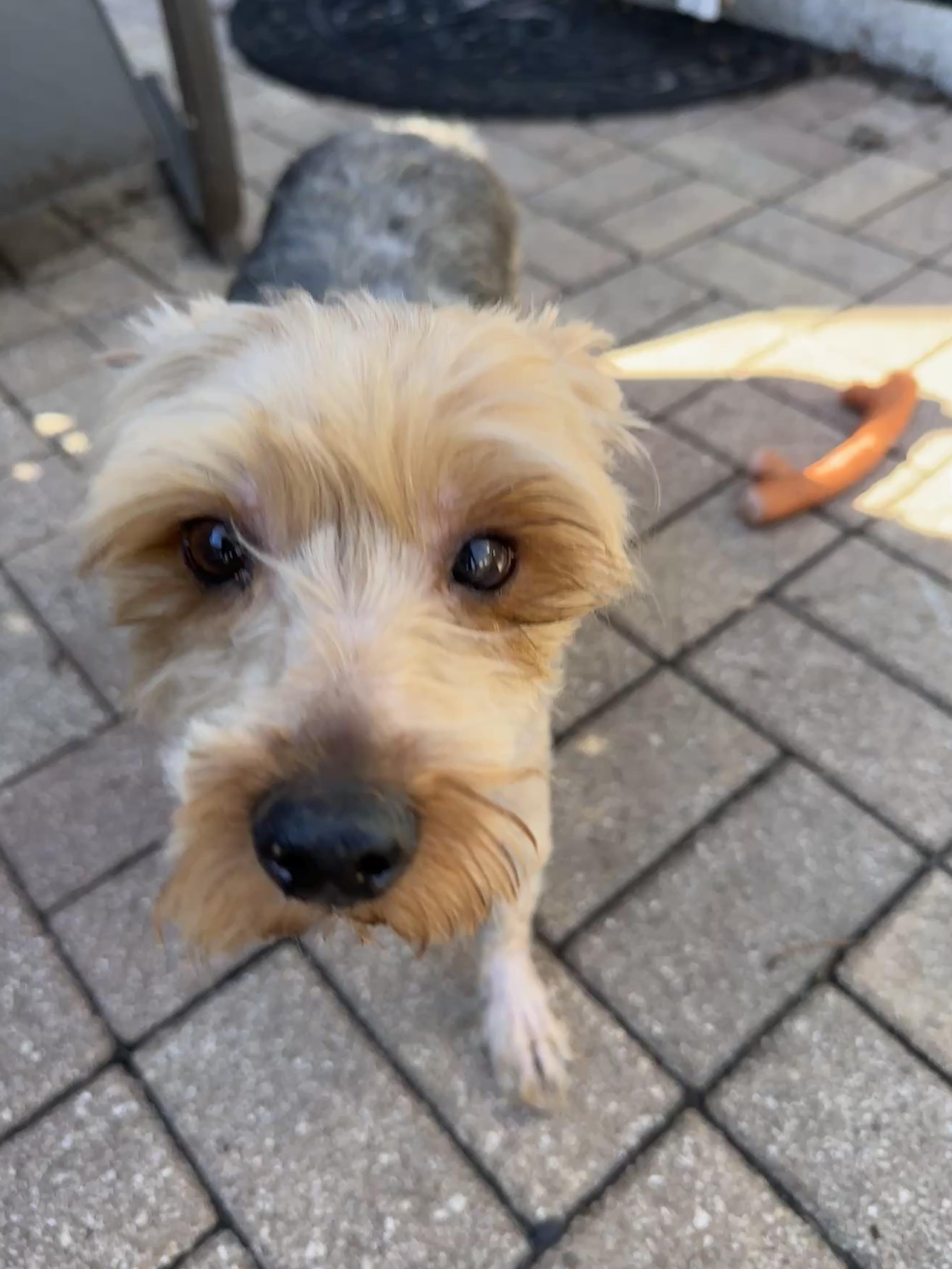 Enlarge Dougie, a ADOPTABLE Yorkshire Terrier in Stamford, CT image 4/6