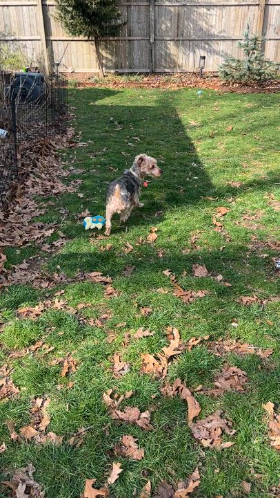 Enlarge Dougie, an adopted Yorkshire Terrier in Stamford, CT video 5/6