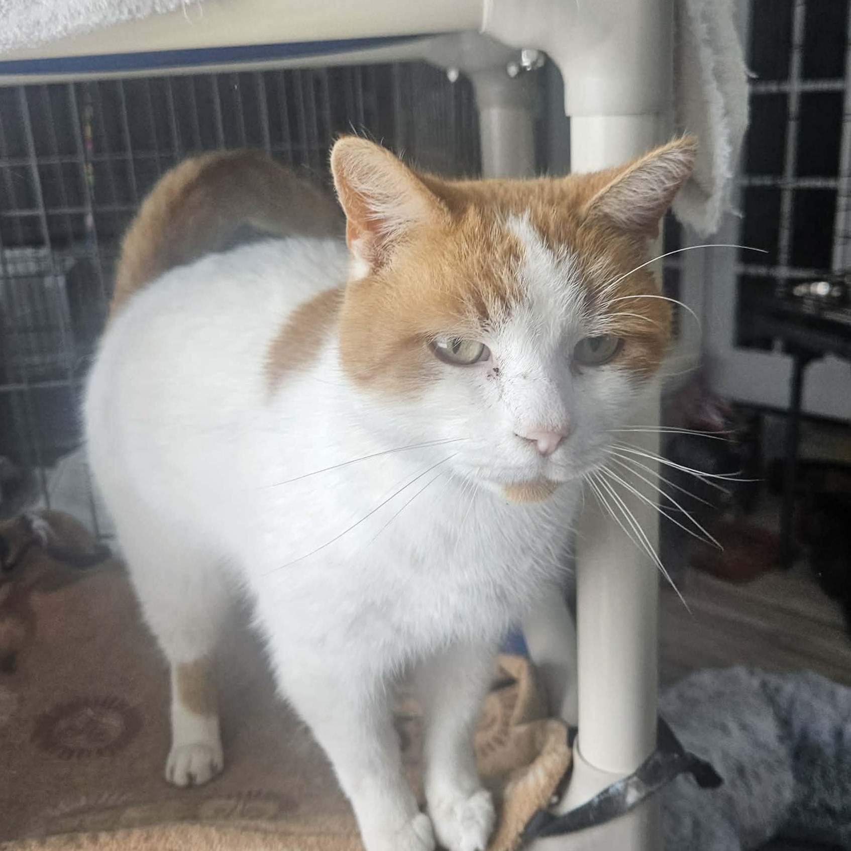 Bogart (Believes in Love), ADOPTABLE, Adult Male Domestic Short Hair.