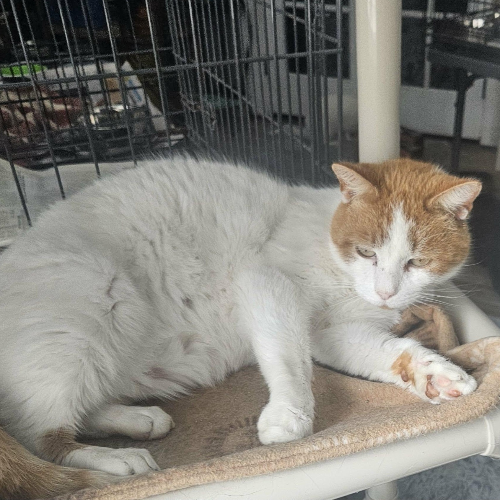 Enlarge Bogart (Believes in Love), an adopted Domestic Short Hair in Rochester, NY image 2/3