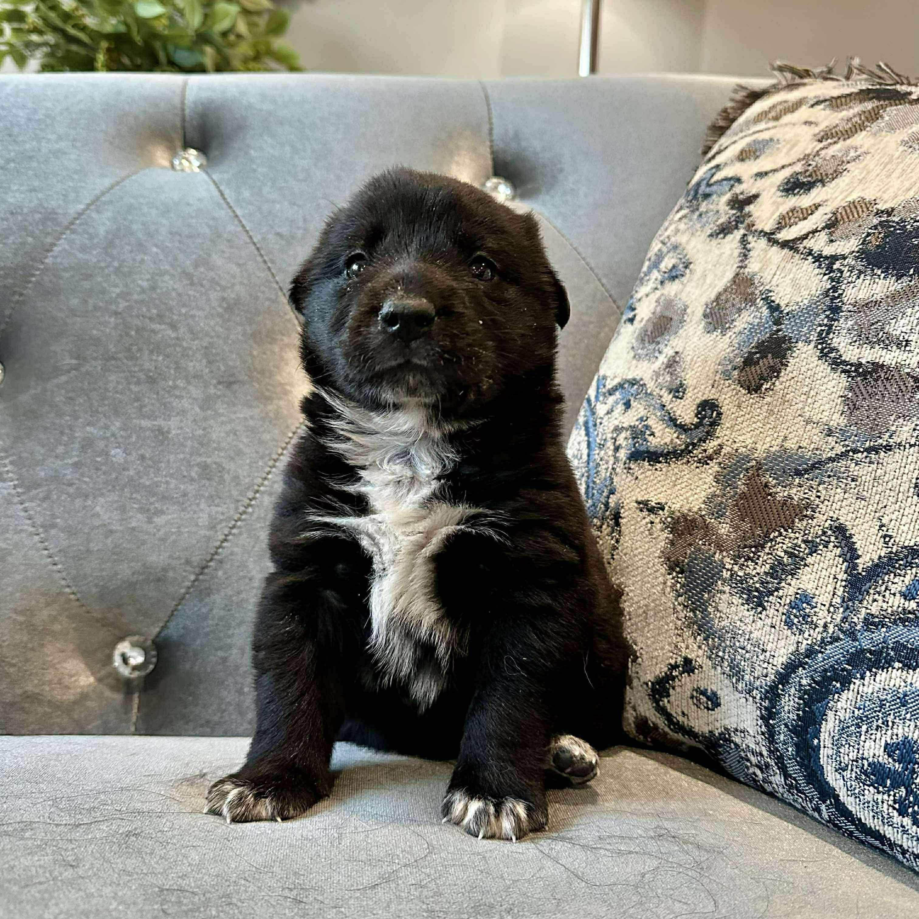 Enlarge Pepper*, a ADOPTABLE mixed breed in Smithfield, RI image 3/6