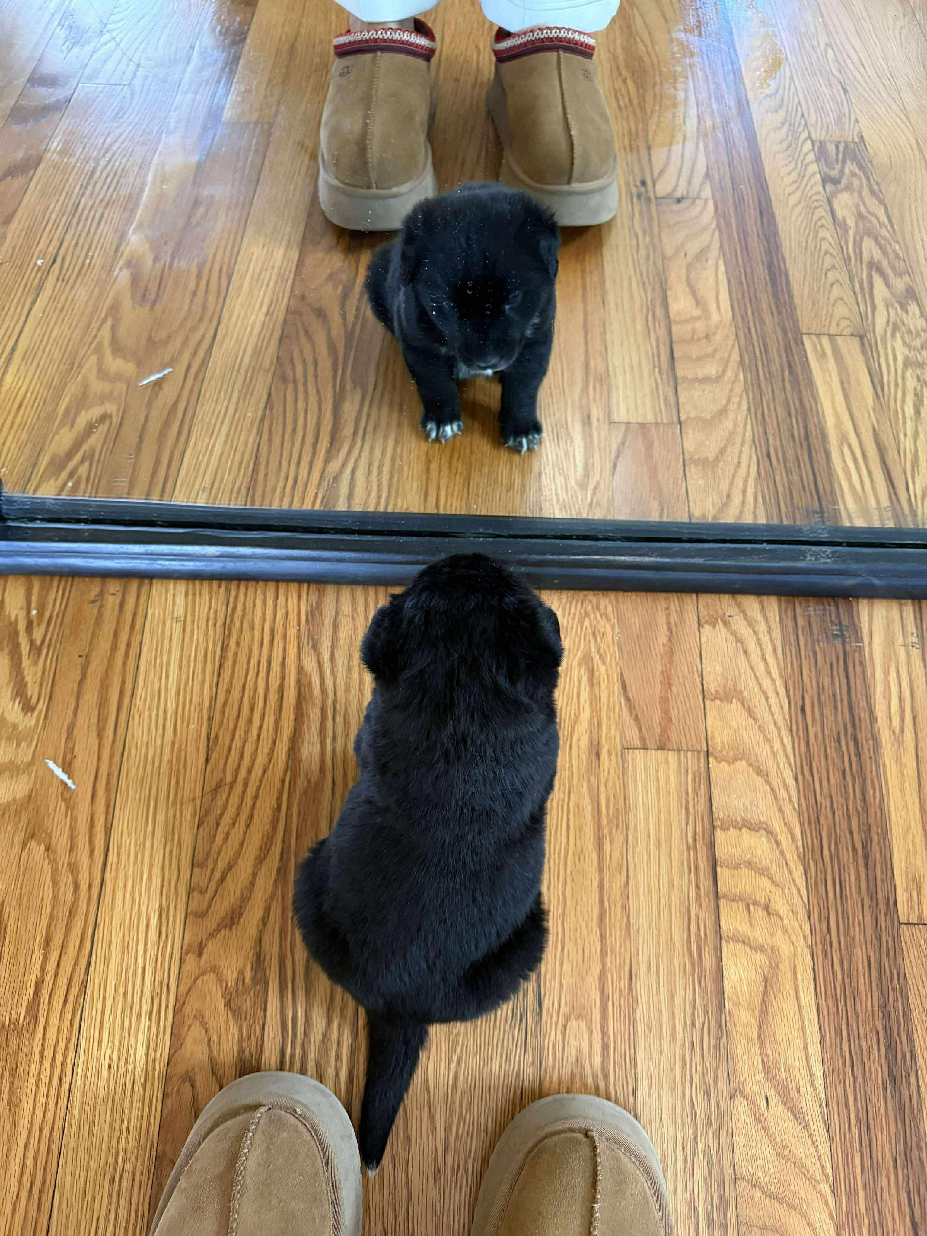 Enlarge Pepper*, a ADOPTABLE mixed breed in Smithfield, RI image 6/6