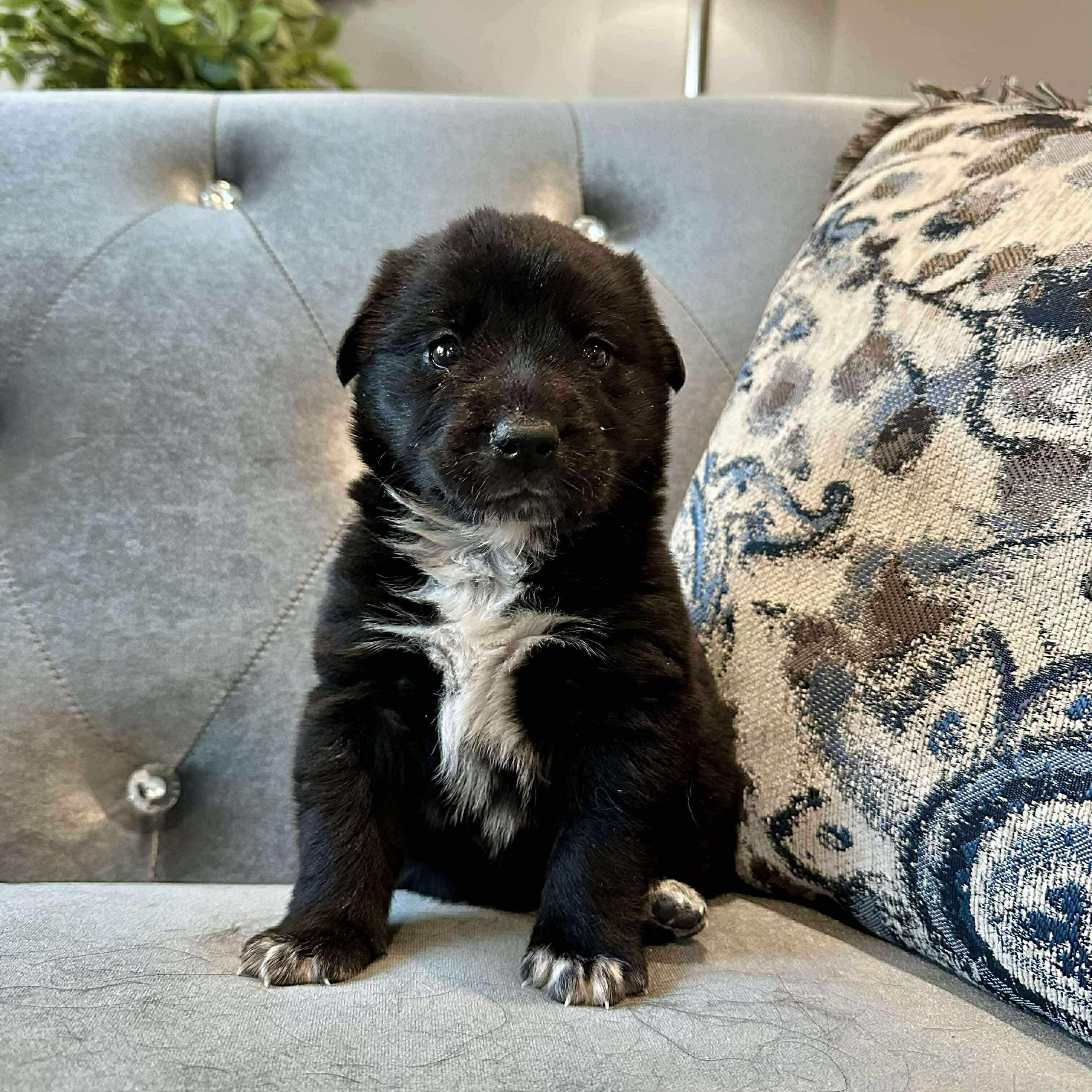 Enlarge Pepper*, a ADOPTABLE mixed breed in Smithfield, RI image 1/6