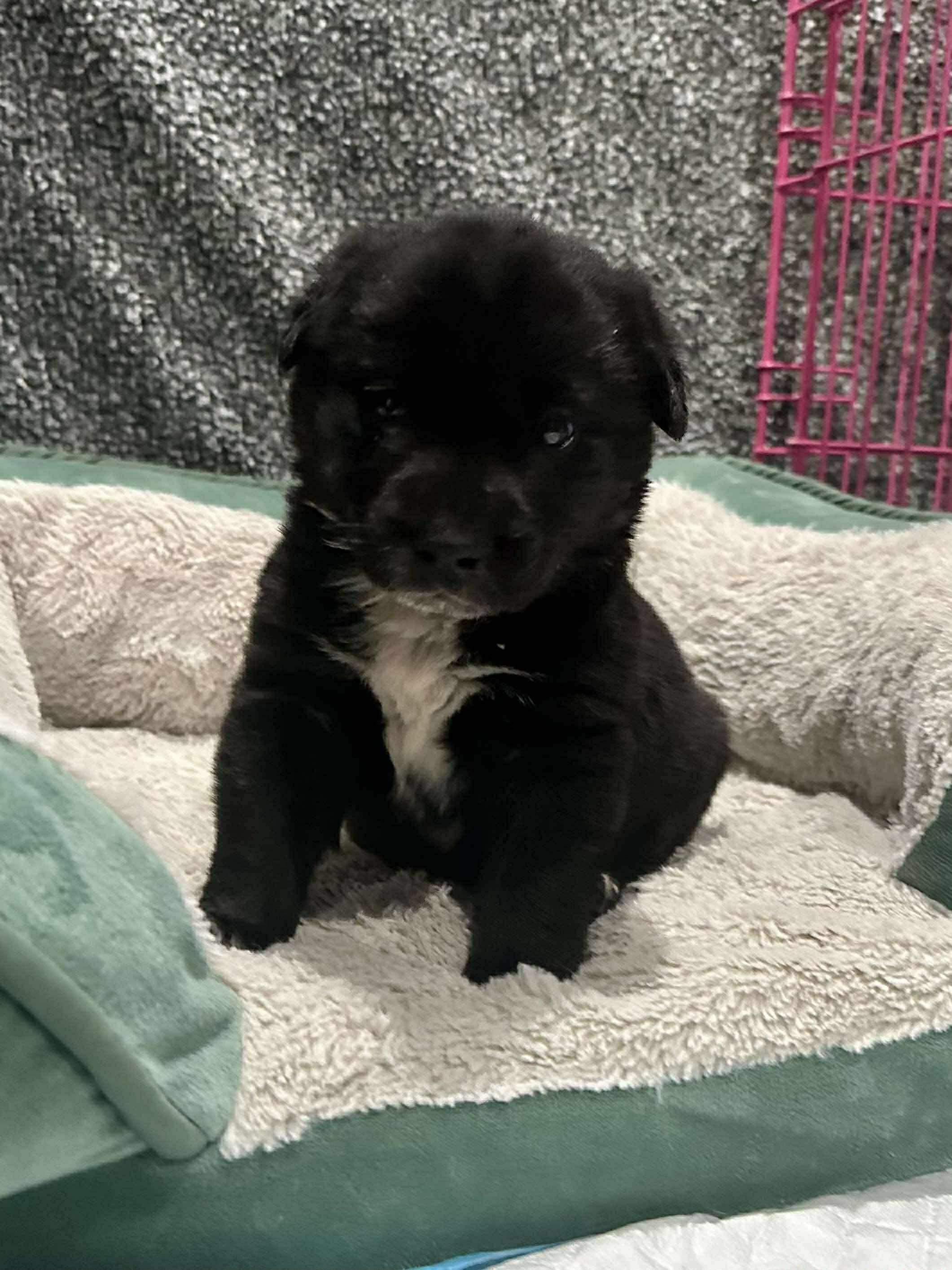 Enlarge Pepper*, a ADOPTABLE mixed breed in Smithfield, RI image 2/6