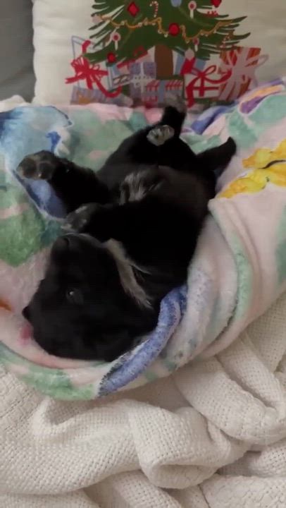 Enlarge Pepper*, a ADOPTABLE mixed breed in Smithfield, RI video 4/6