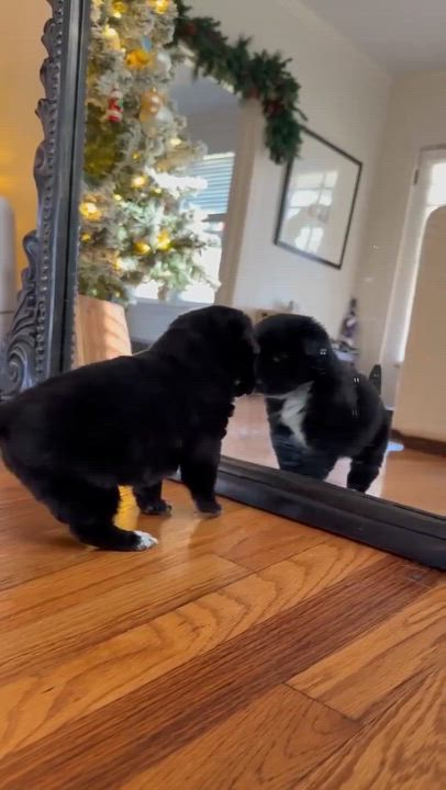 Enlarge Pepper*, a ADOPTABLE mixed breed in Smithfield, RI video 5/6