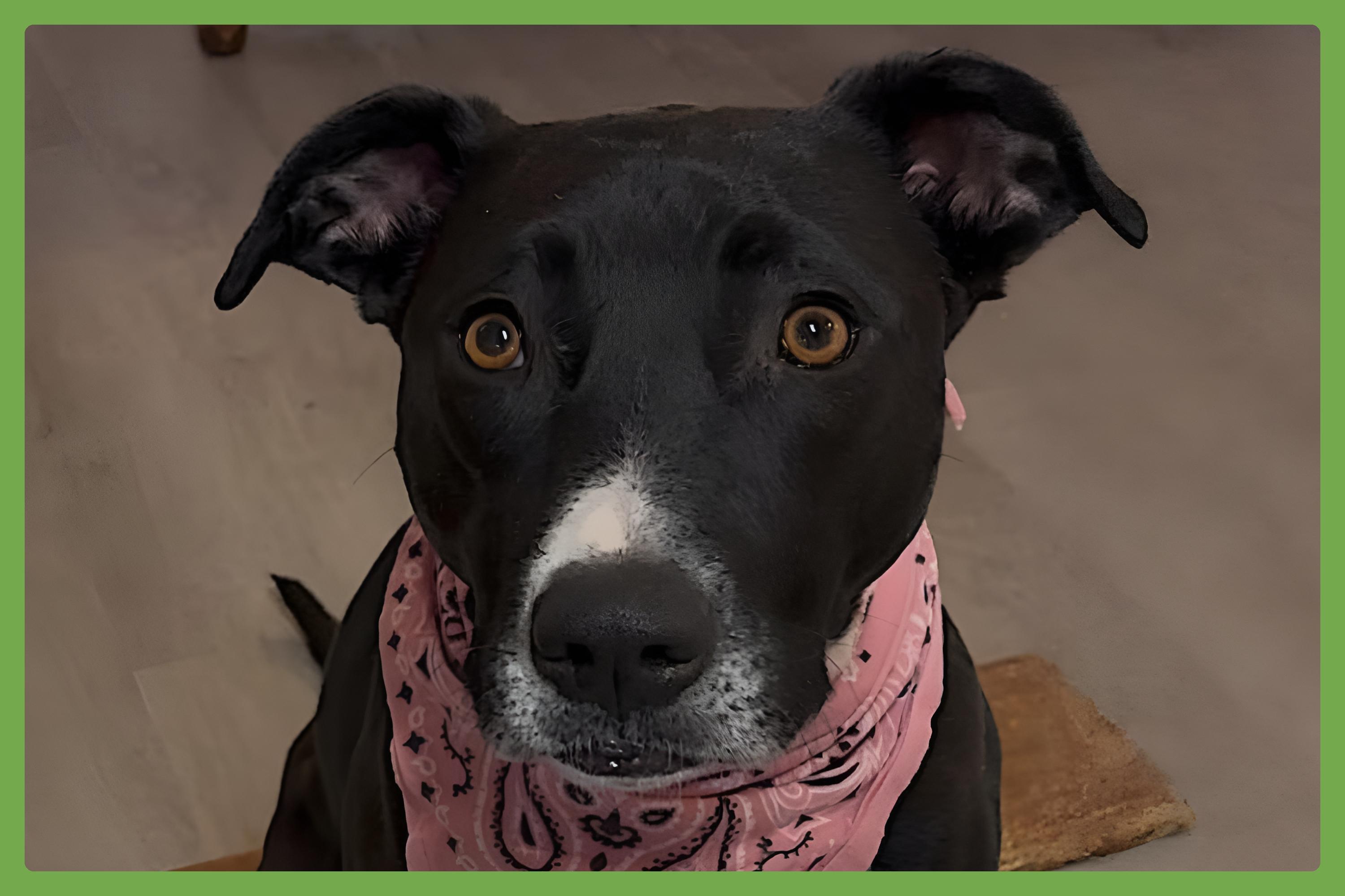 Nova, Adult Female unknown