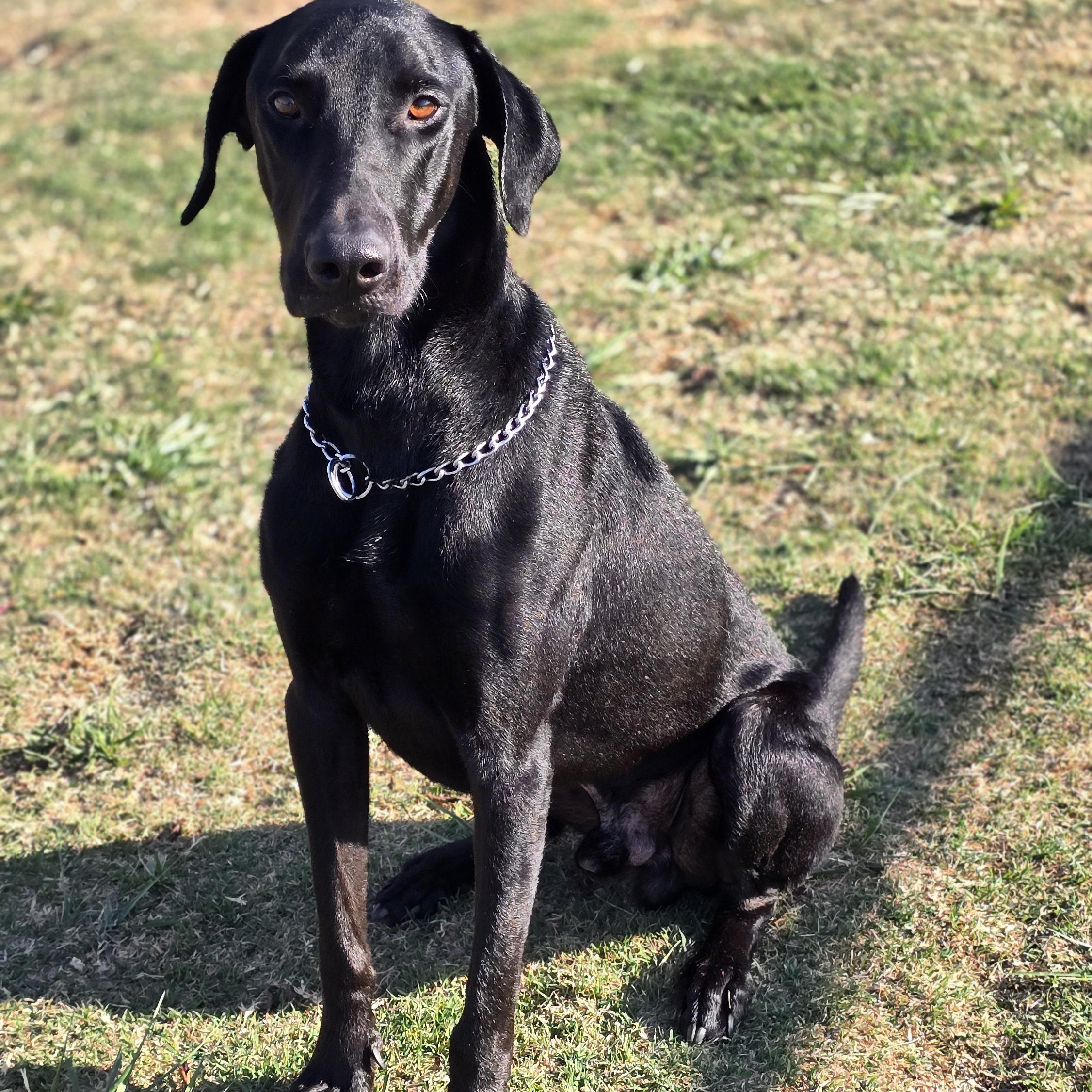 Diablo, a Adoptable mixed breed in Tracy, CA image 2/5