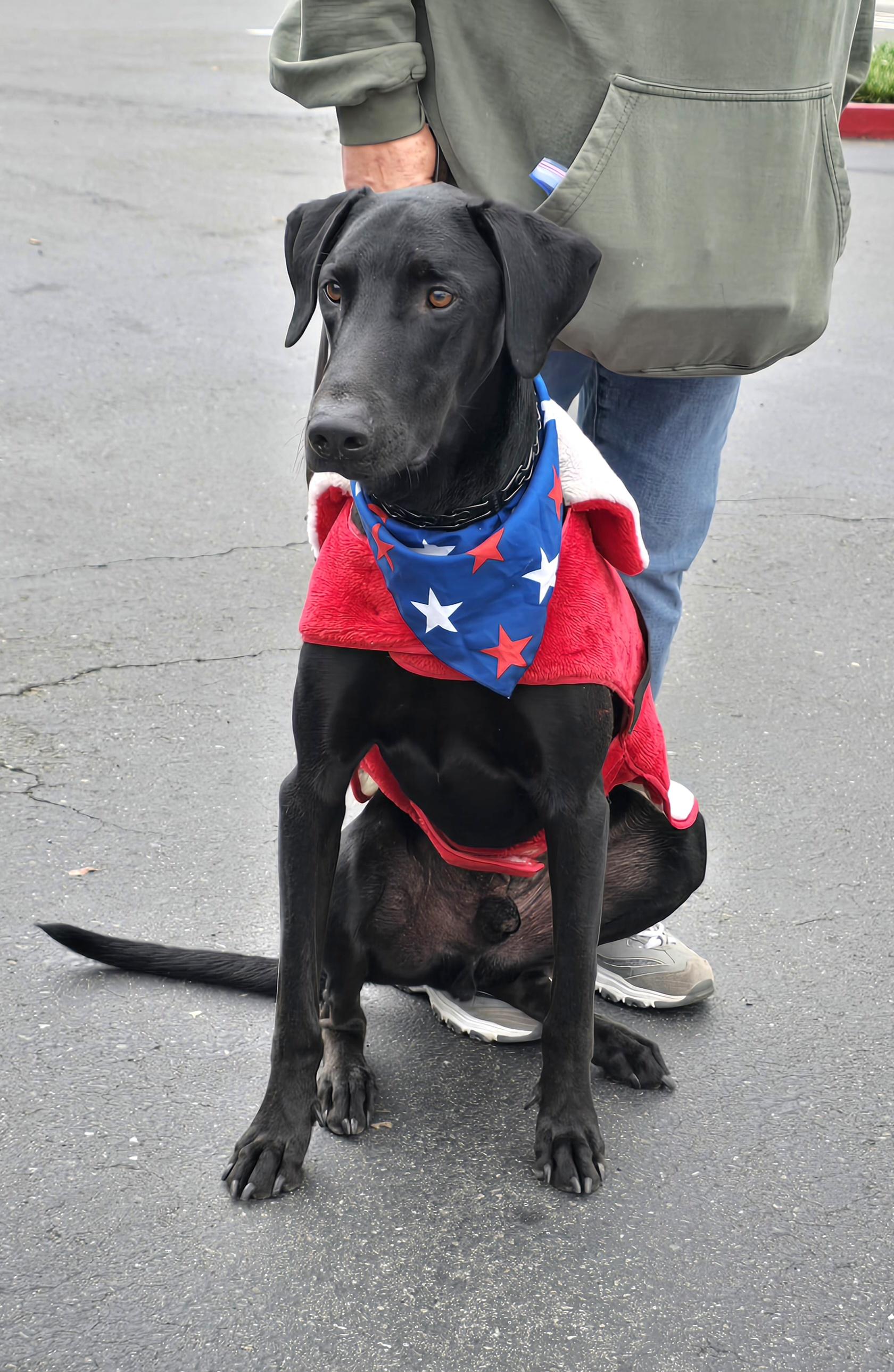 Diablo, a Adoptable mixed breed in Tracy, CA image 1/5
