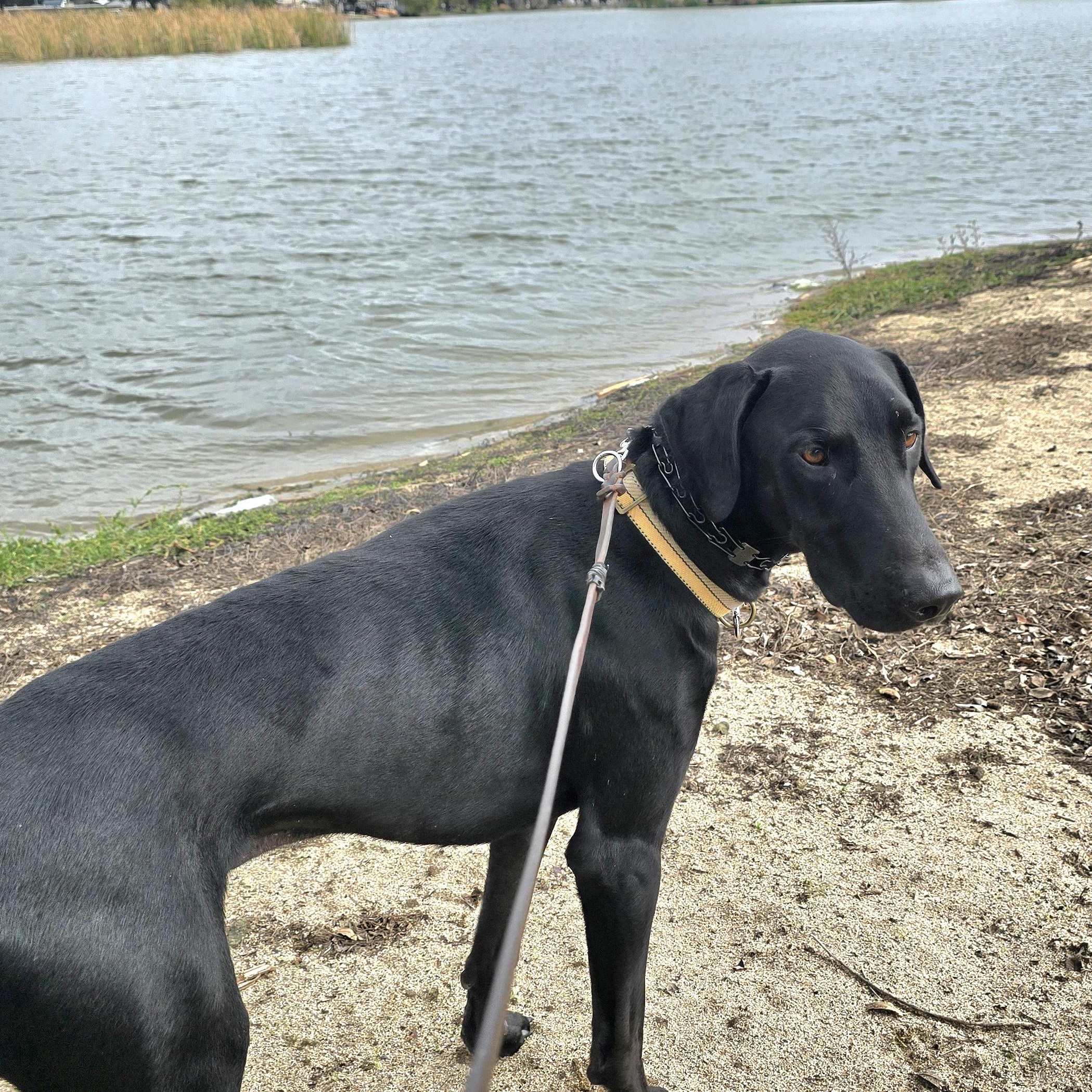 Diablo, a Adoptable mixed breed in Tracy, CA image 4/5