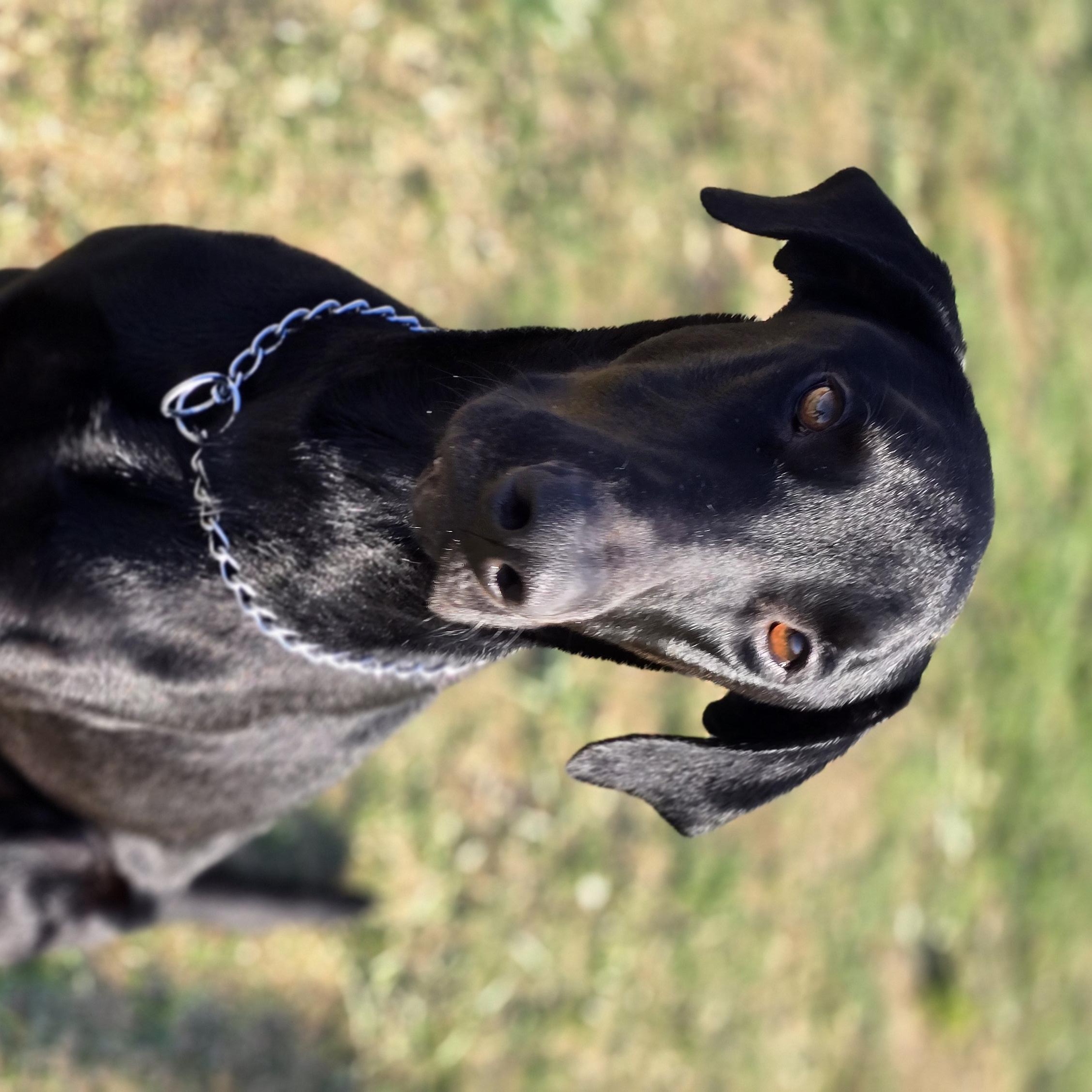 Diablo, a Adoptable mixed breed in Tracy, CA image 3/5