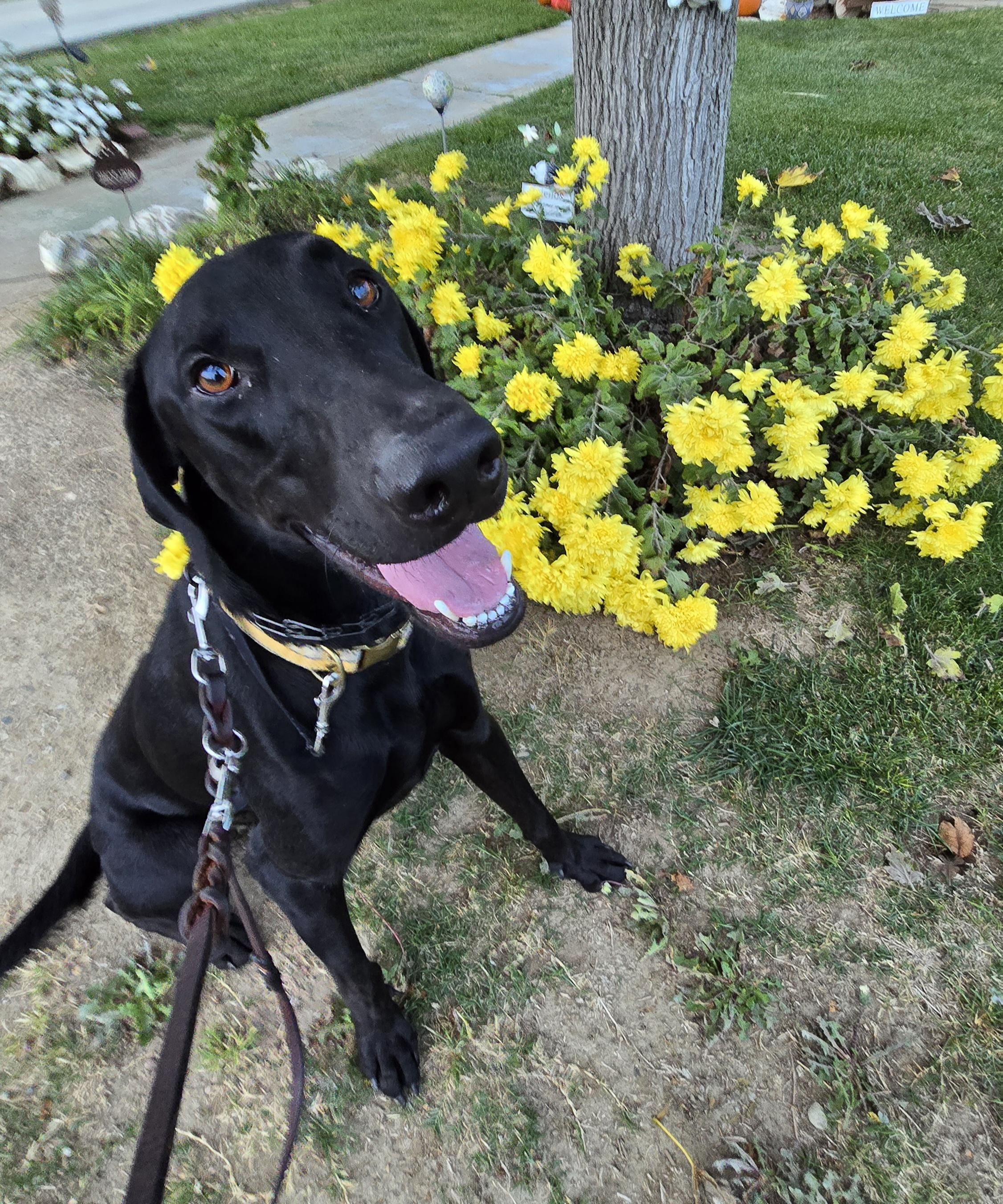 Diablo, a Adoptable mixed breed in Tracy, CA image 5/5