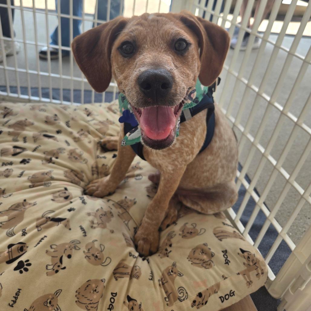 Enlarge Orion, a Adoptable mixed breed in Bessemer, AL image 1/6