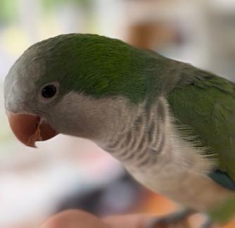 Max and Stormy, Adoptable, Adult Unknown Quaker Parakeet.
