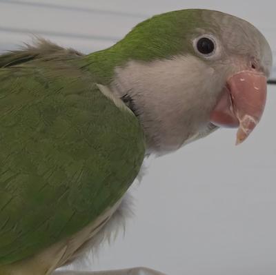 Enlarge Max and Stormy, a Adoptable Quaker Parakeet in Richmond, VA image 3/4