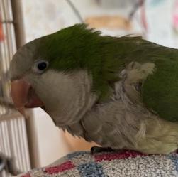 Enlarge Max and Stormy, a Adoptable Quaker Parakeet in Richmond, VA image 4/4