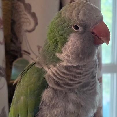 Enlarge Max and Stormy, a Adoptable Quaker Parakeet in Richmond, VA image 2/4